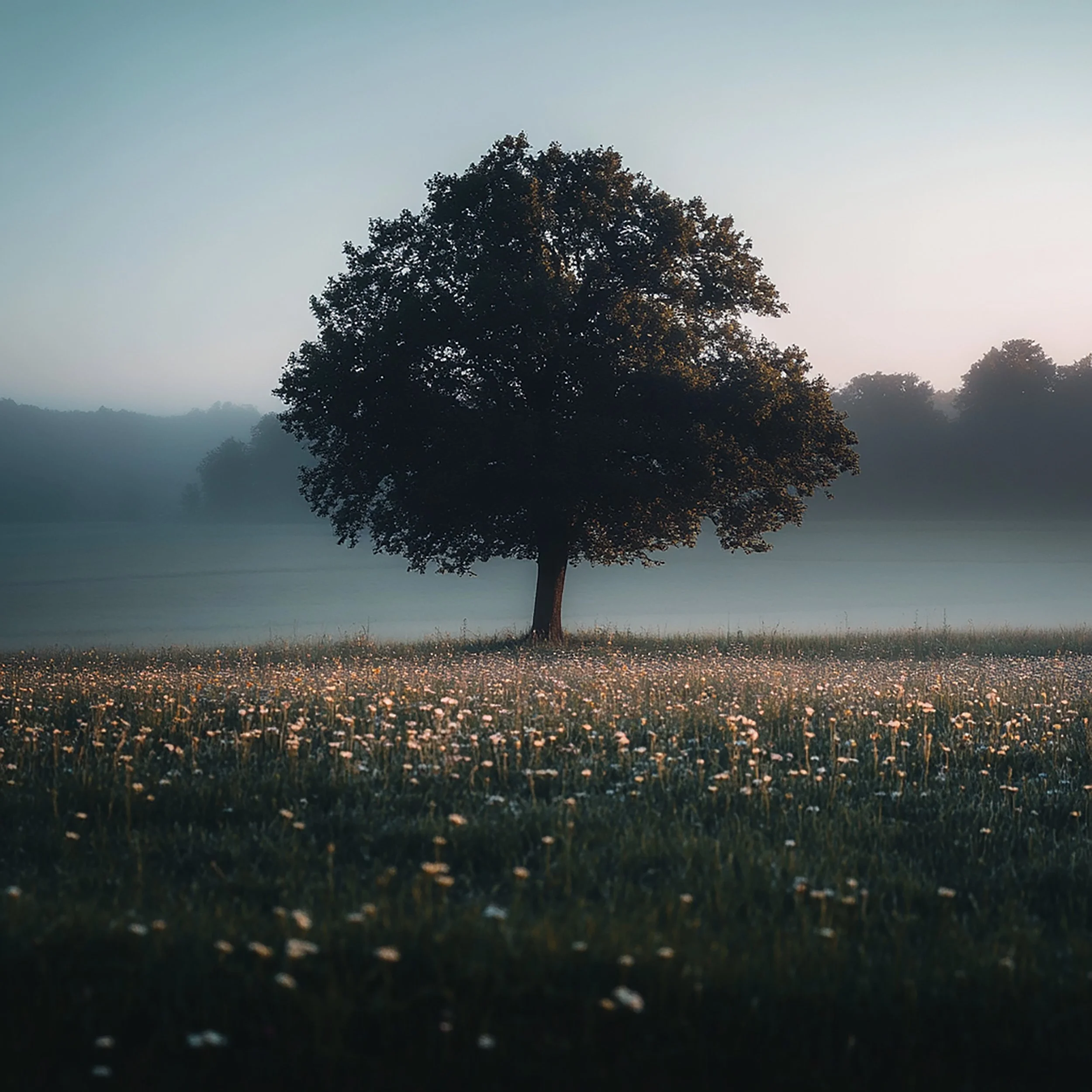 The Quiet Wisdom of Mushrooms blog article exploring mushroom symbolism, mental health, personal growth, emotional healing, resilience, mindfulness, self-reflection, and the connection between fungi and wellness.