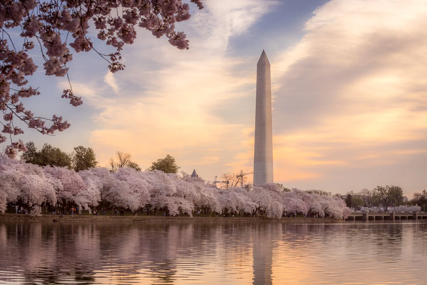 View of cherry blossom trees along a river at sunset with the Washington Monument in the background.