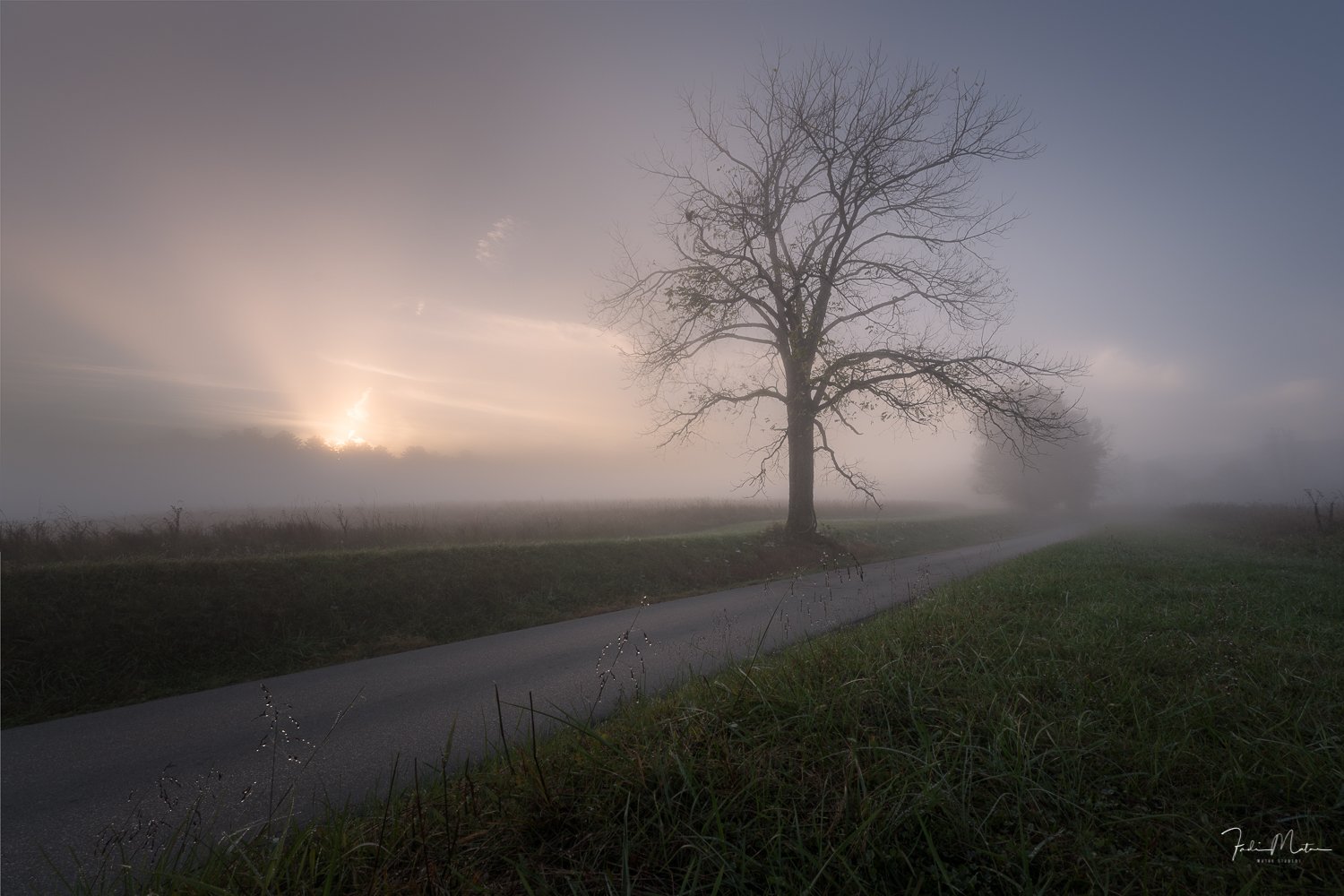 A lone leafless tree beside a foggy road at sunrise or sunset with fog covering the horizon.