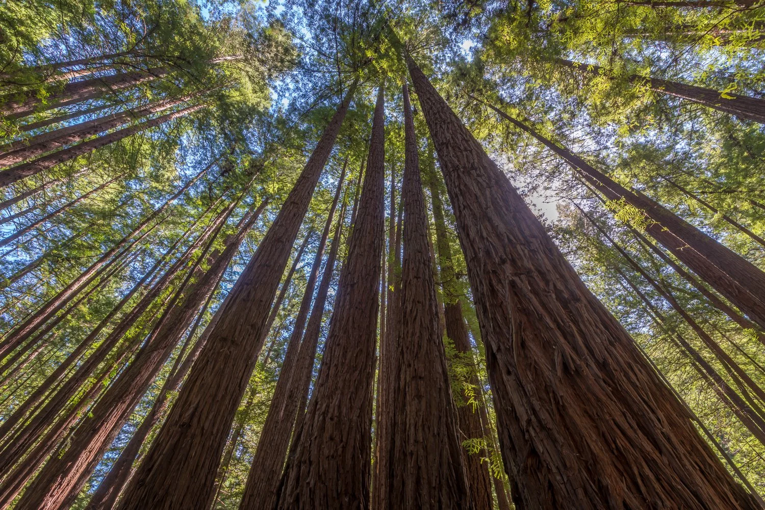 Tall redwood trees in a forest viewed from below, with the sky visible through the green canopy.