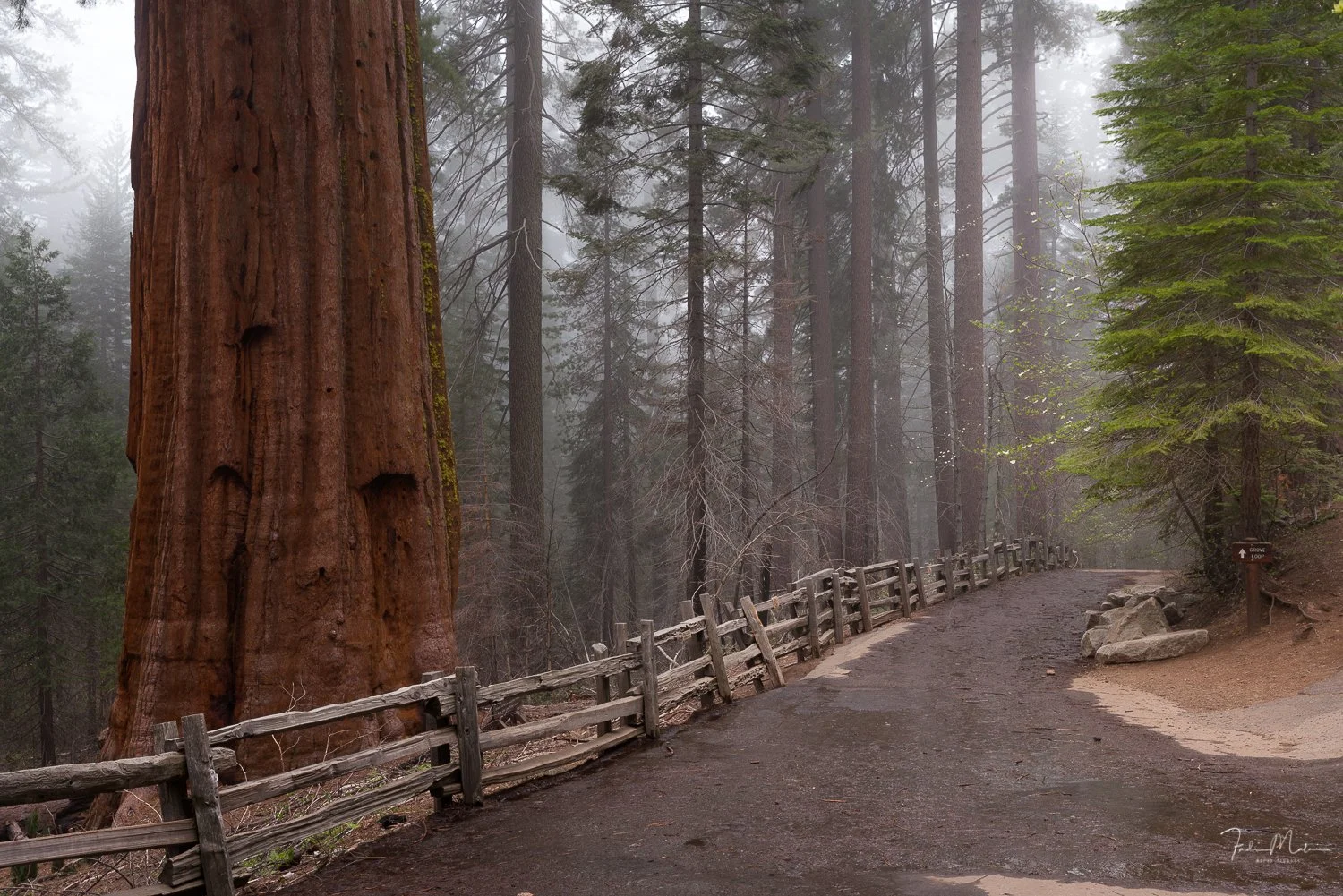 A winding dirt path in a foggy forest with tall trees, a wooden fence along the path, and rocks near the trail.