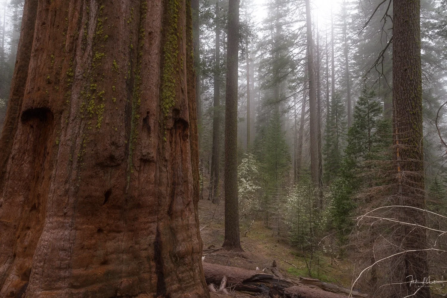 A foggy forest scene with tall trees, including a large redwood in the foreground, moss on the tree trunks, and small green plants on the forest floor.