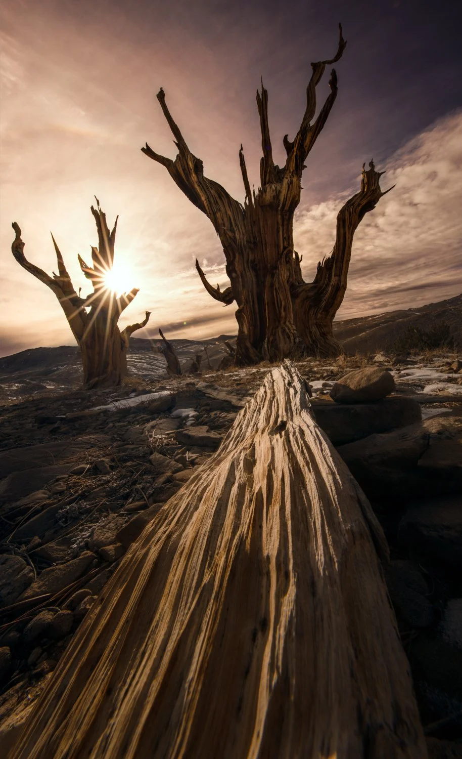 A log and a tree-1500.jpg