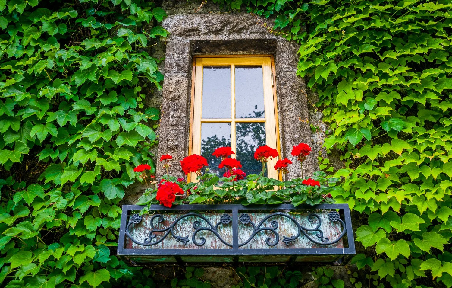 A window in one of the Napa wineries with a yellow frame surrounded by thick green ivy, with red flowers in a decorative black metal balcony in front.