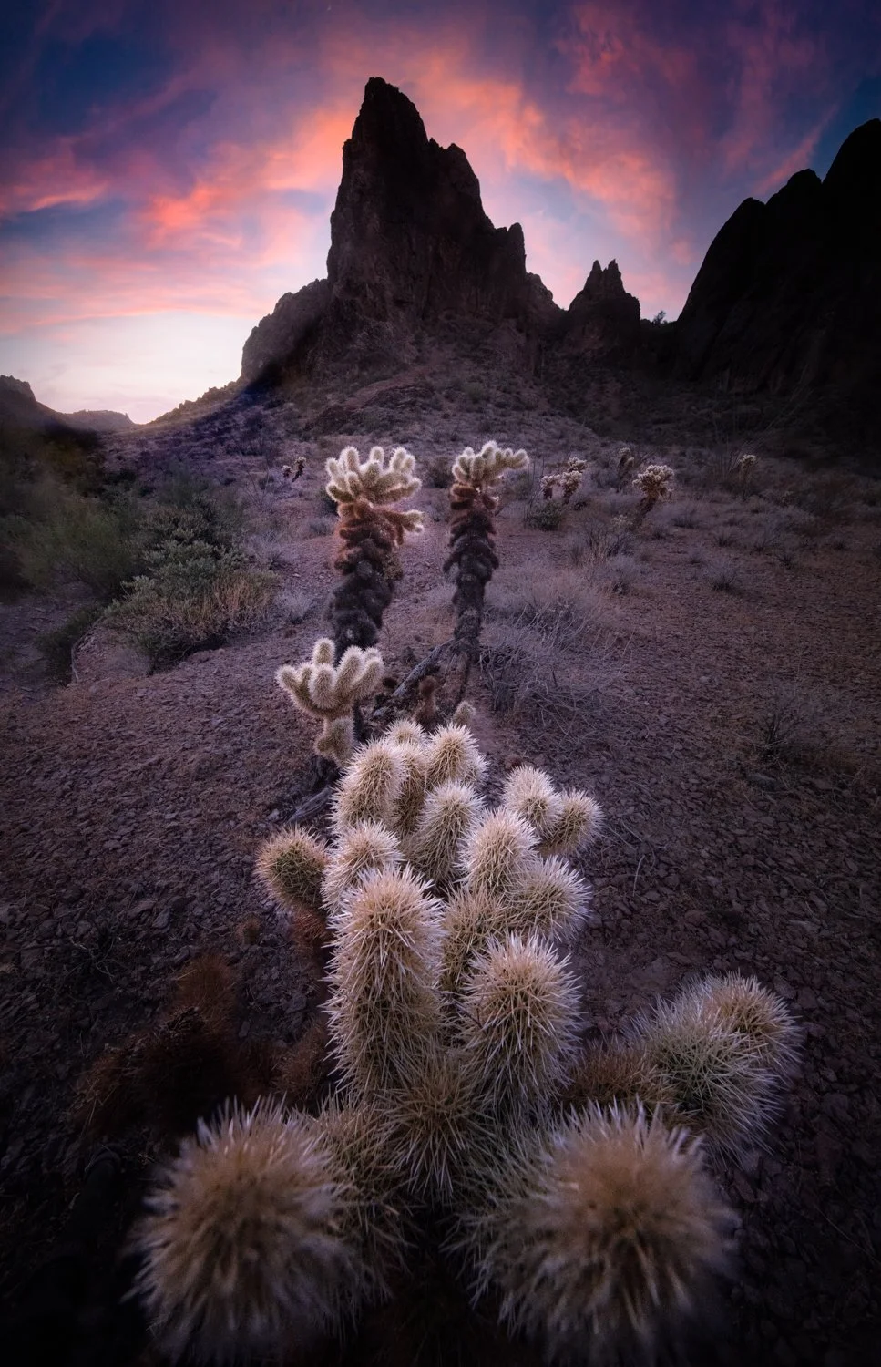 Chollas and a peak-1500.jpg