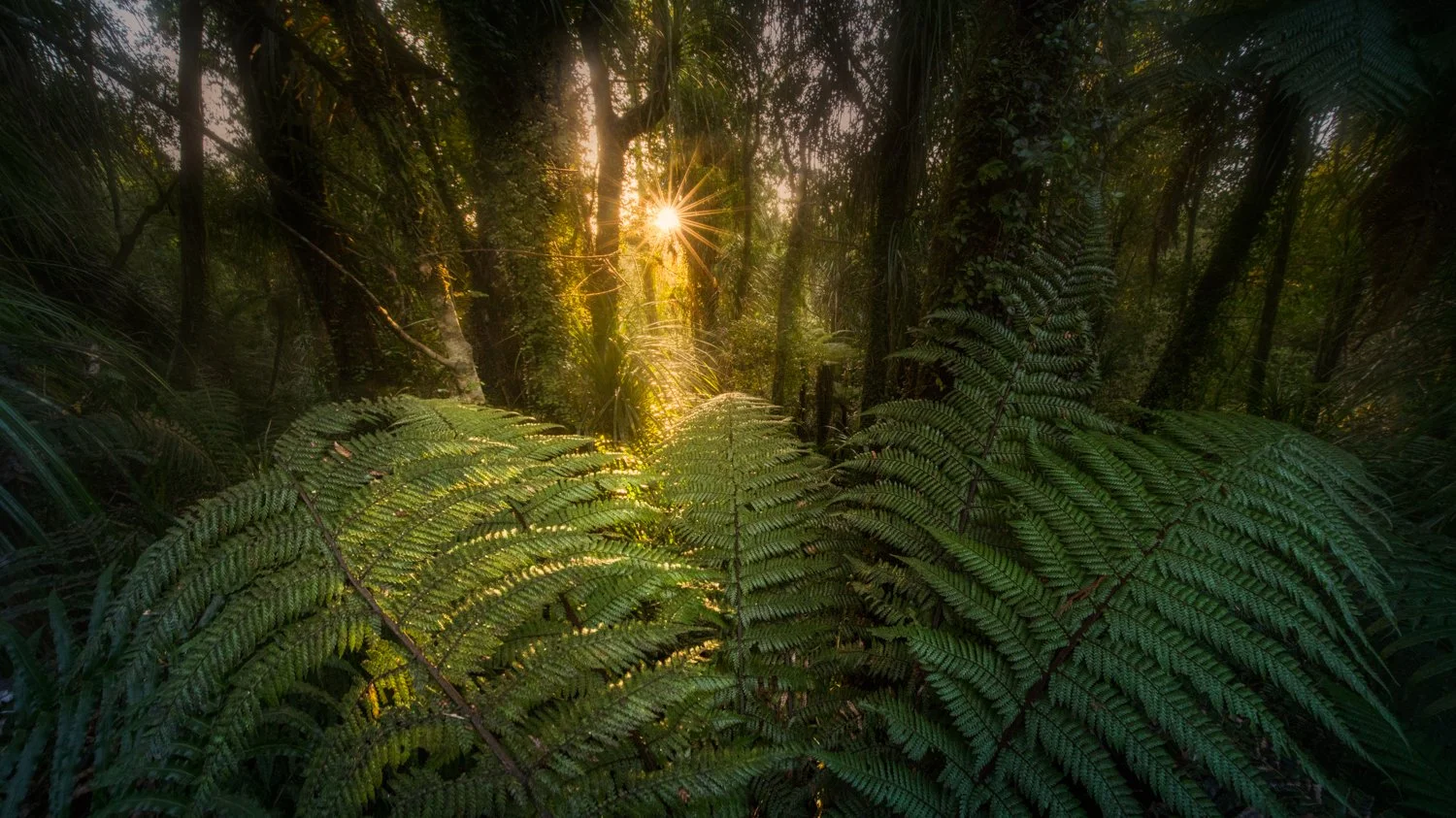 Ferns and the sun-Warm-Edit1500.jpg
