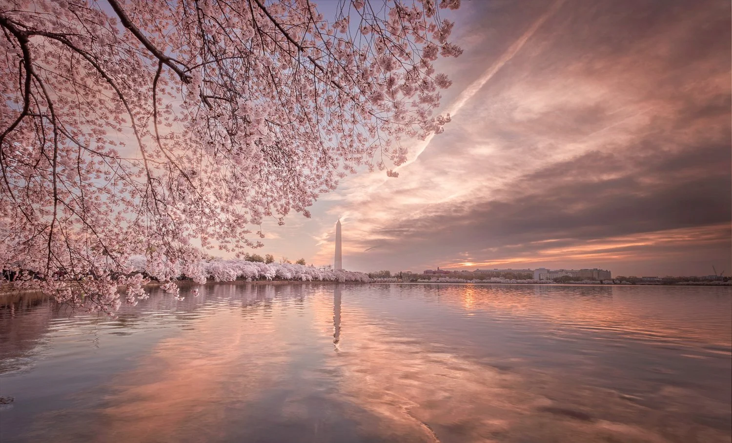 Springtime view of cherry blossom trees along the riverbank with the Washington Monument in the background during sunset.