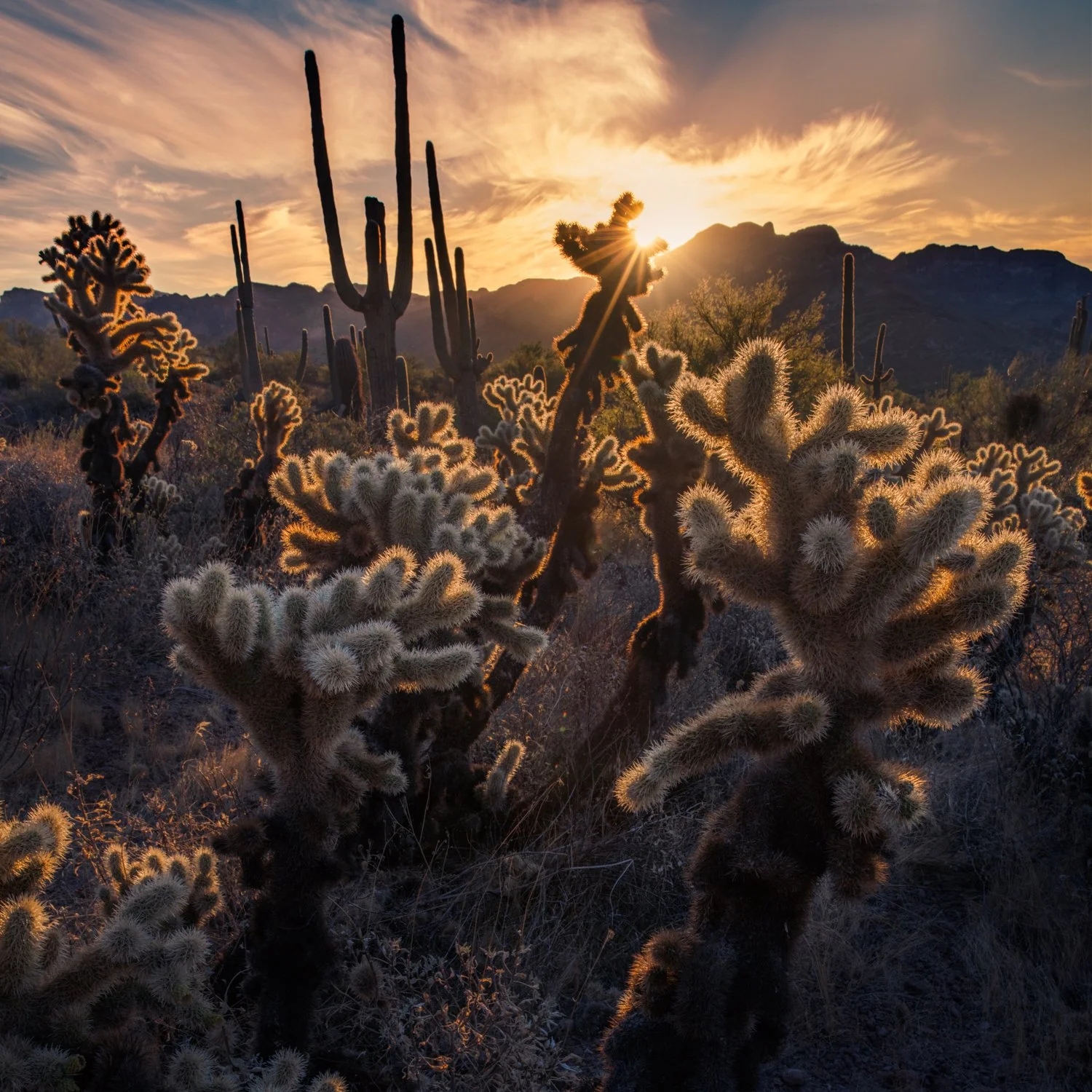 Sunset over a desert landscape with cacti and mountains in the background. Shot taken in Arizona desert at sunset