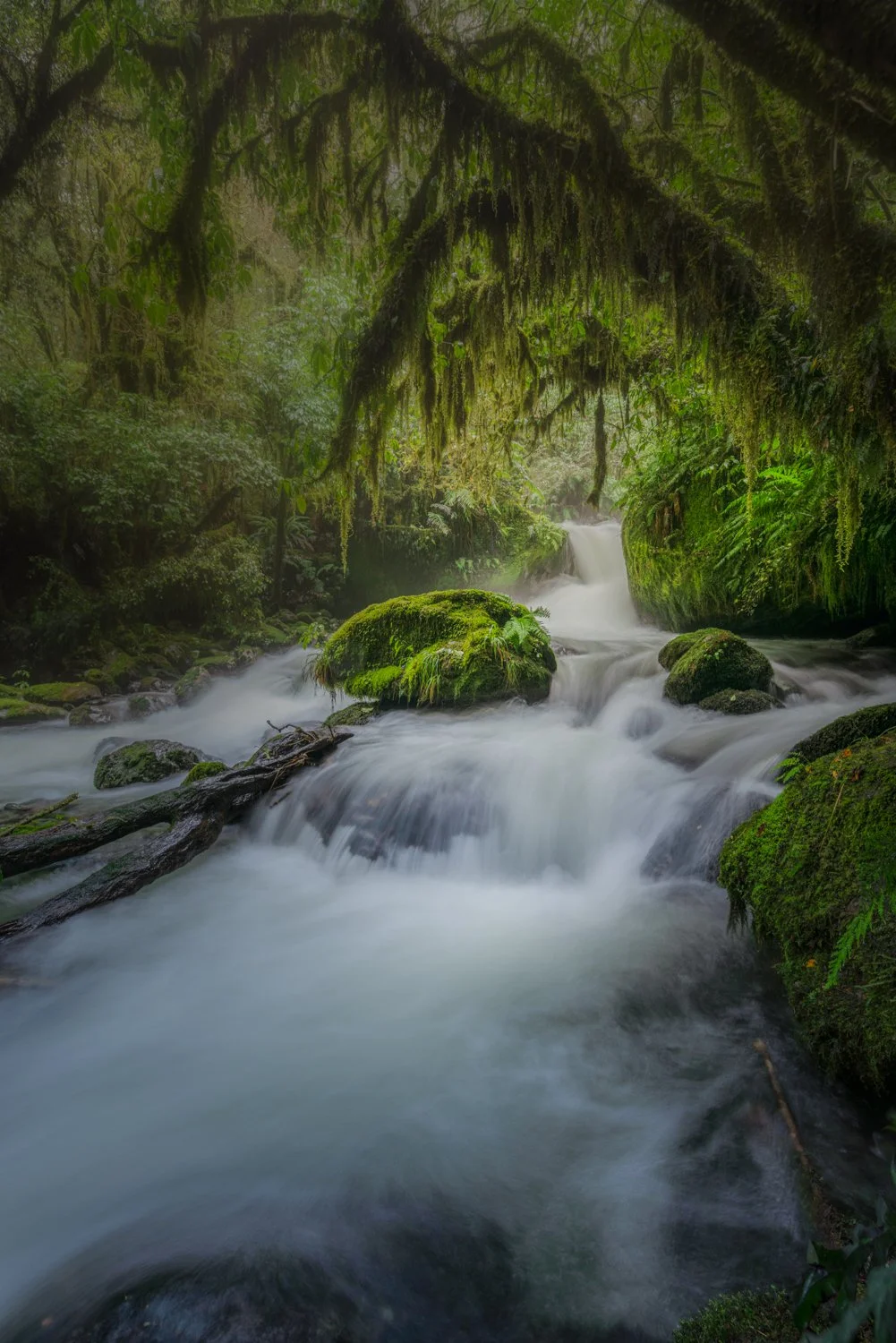 A lush green forest with moss-covered rocks and a flowing river in one of New Zealand rainforests