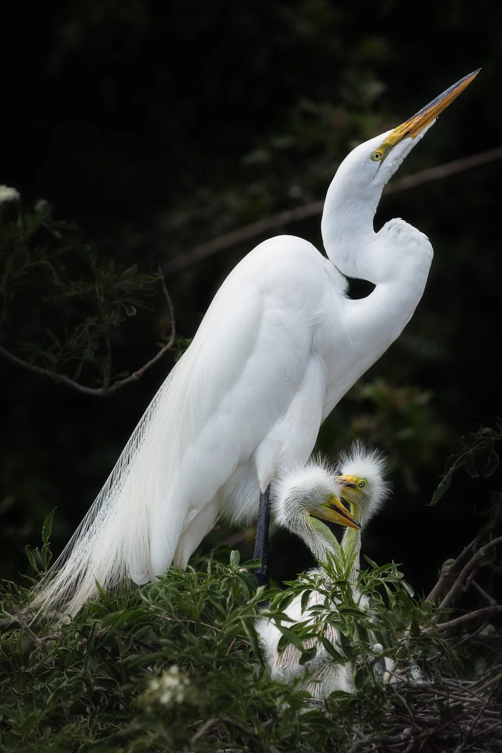 A great egret standing with two fluffy white heron chicks among green foliage.