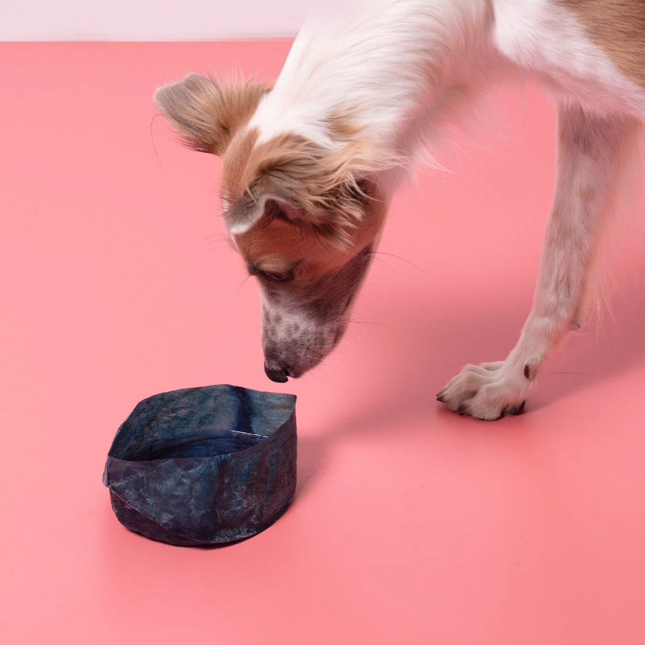 Juliane Fink Makes Edible Dog Food Bowls From Pig Bladders (Circular by Design, Design Milk)