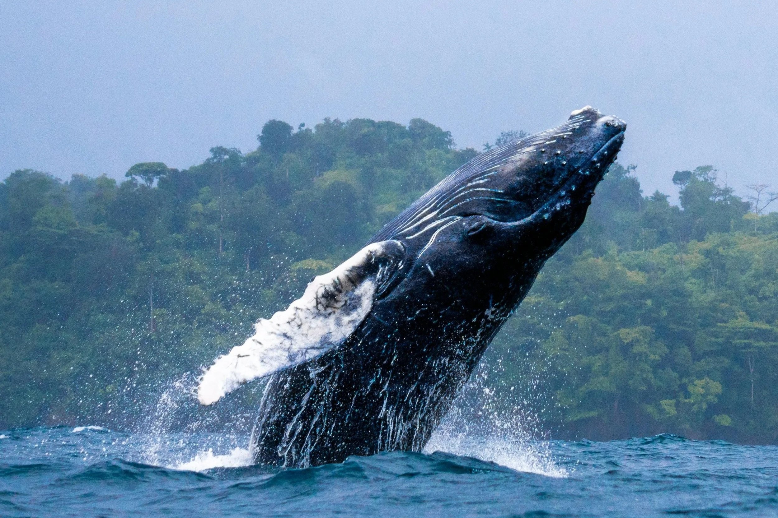Introducing a New Way to Listen to the Atlantic on World Whale Day.