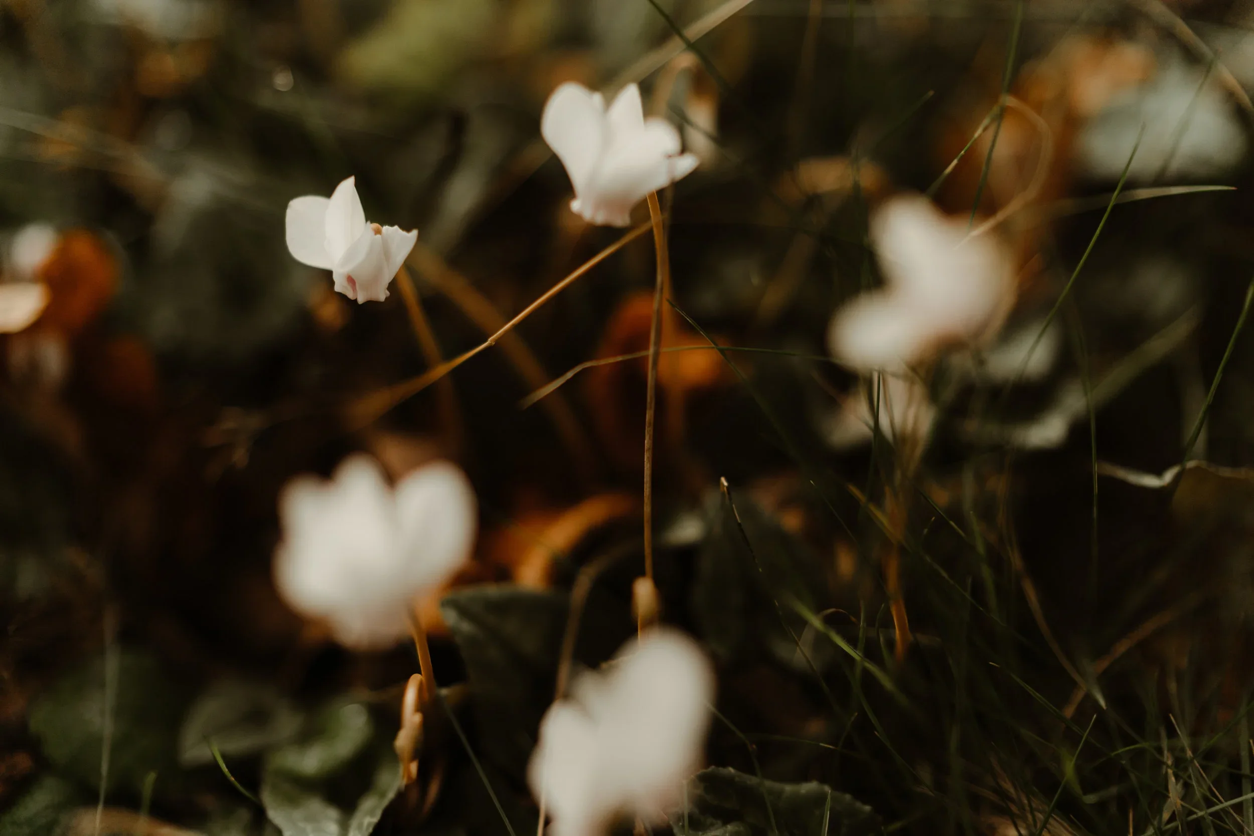 Close-up image of small white flowers blooming amidst dark soil, grass, and dried leaves.