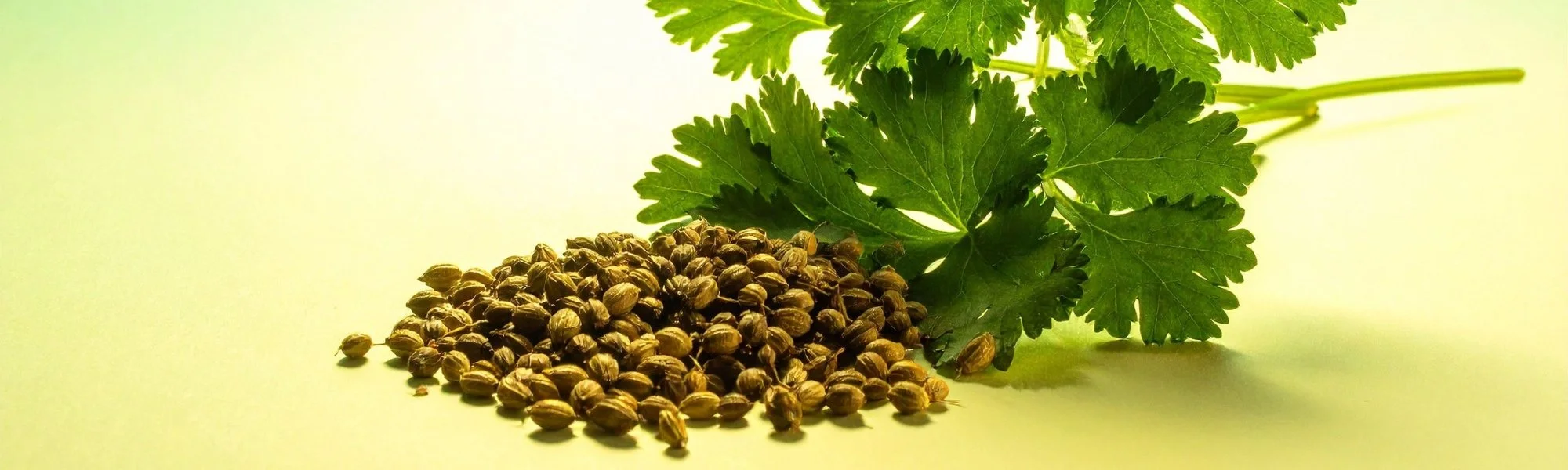 coriander