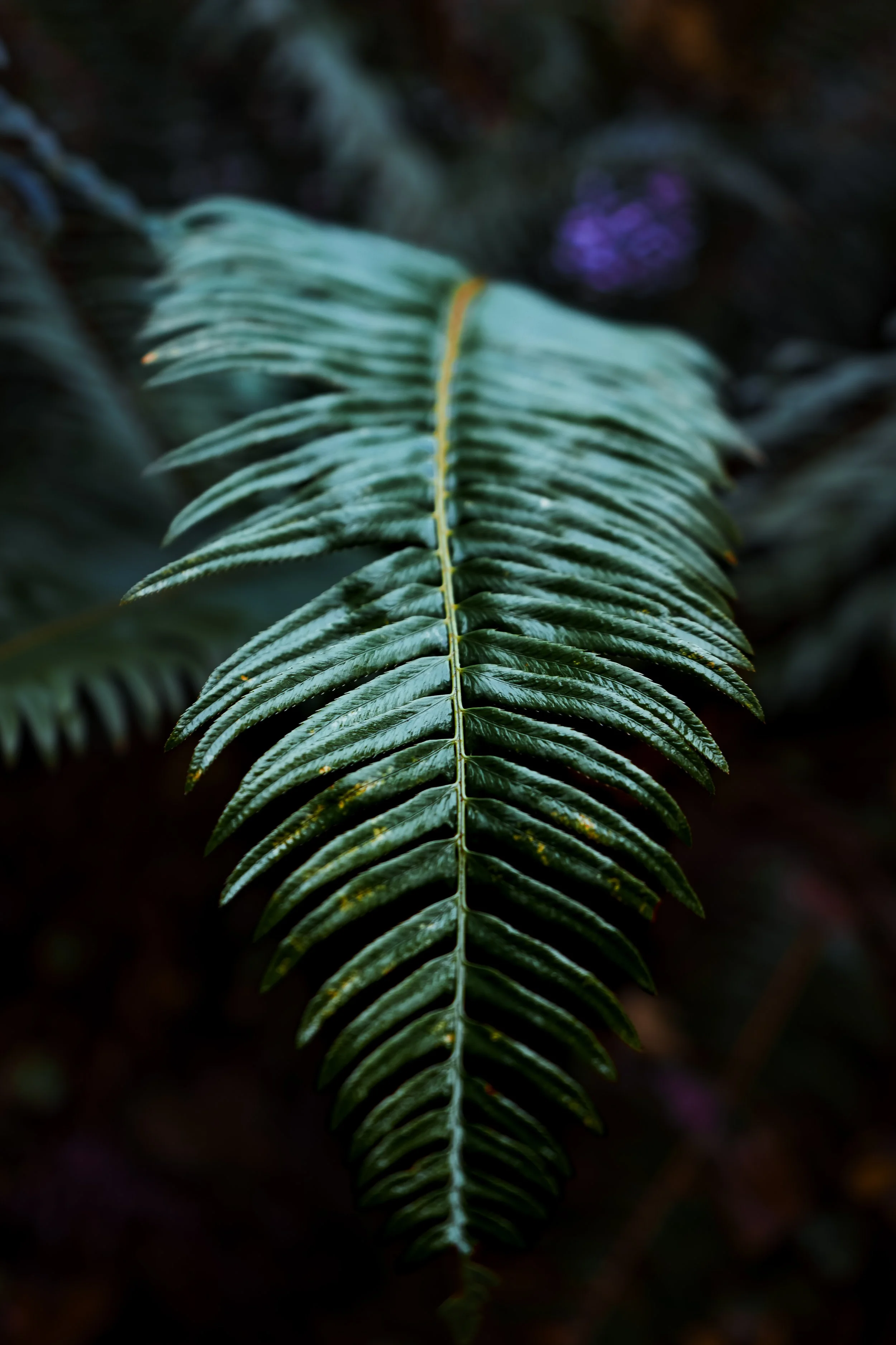 DSC04857.jpg
