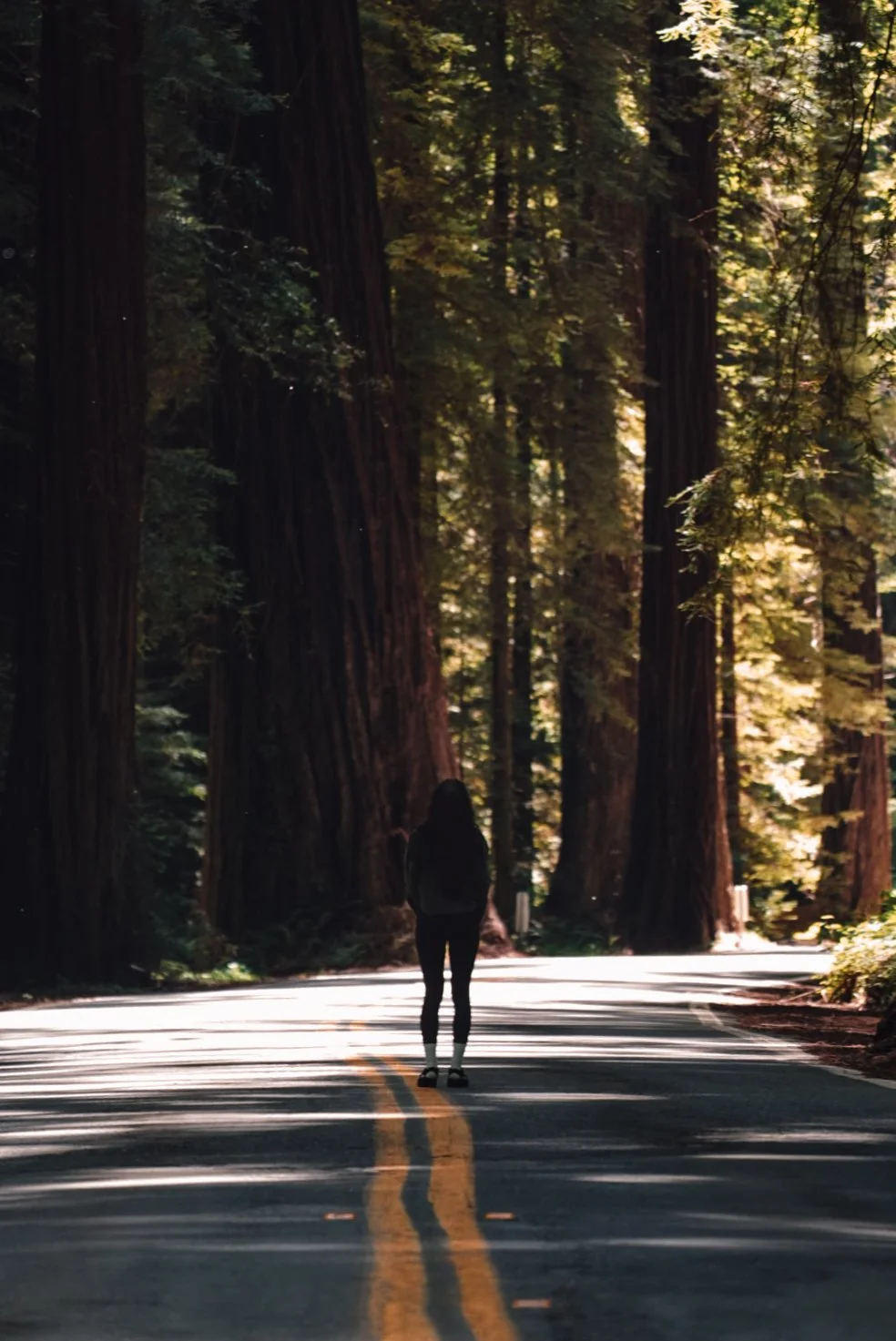 A person walking alone on the road surrounded by tall redwood trees in a forest.