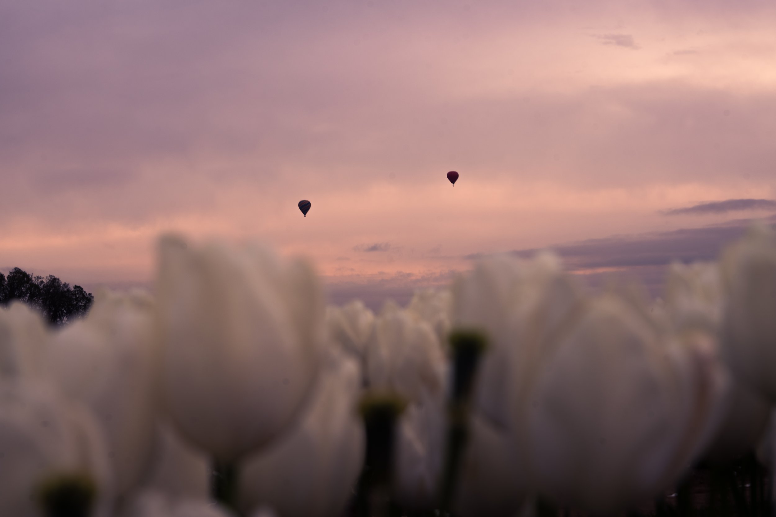 Two hot air balloons floating in a pink and purple sky during sunset, viewed over a field of large white flowers in the foreground.