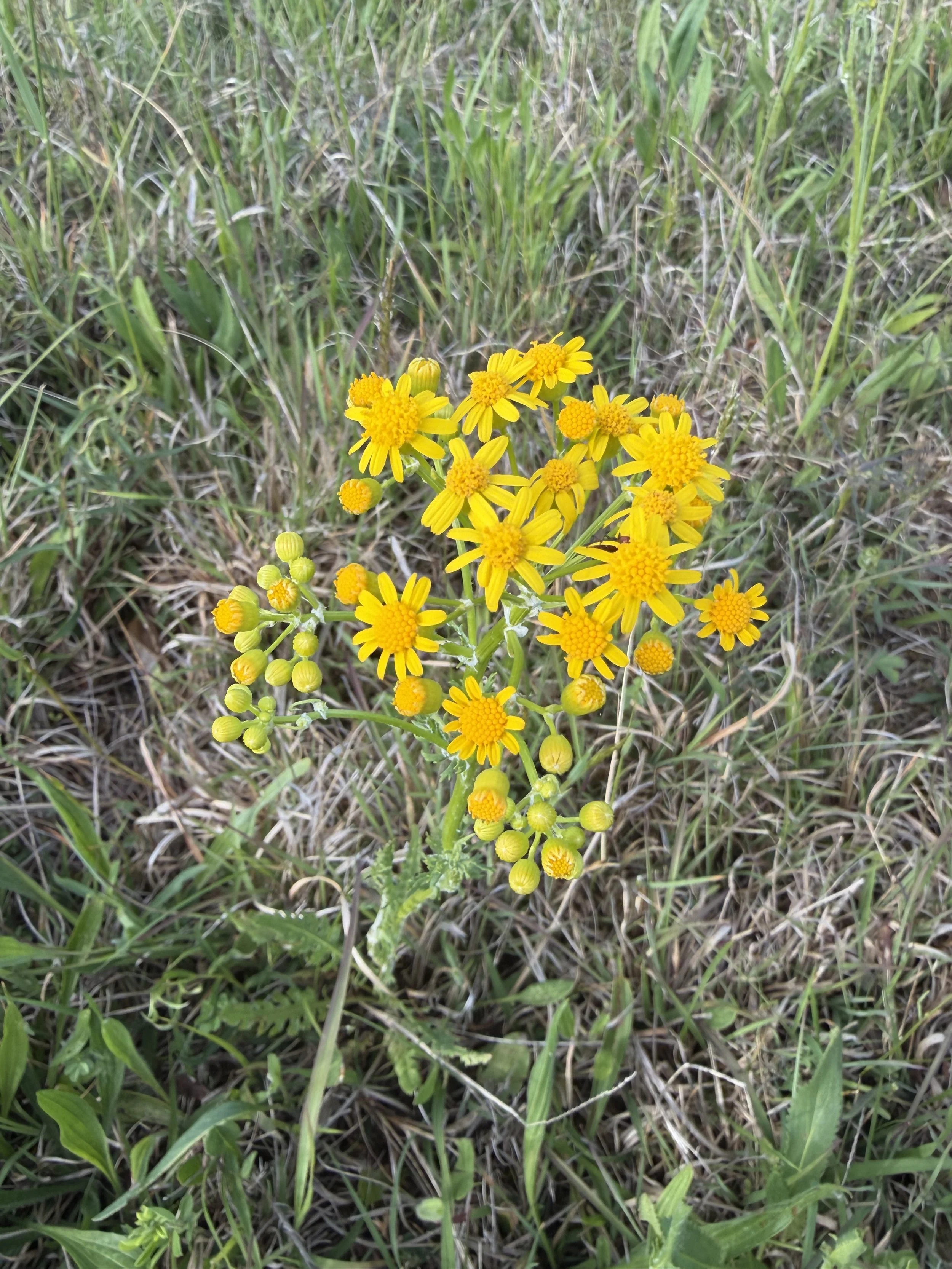 IMG_0600.jpeg