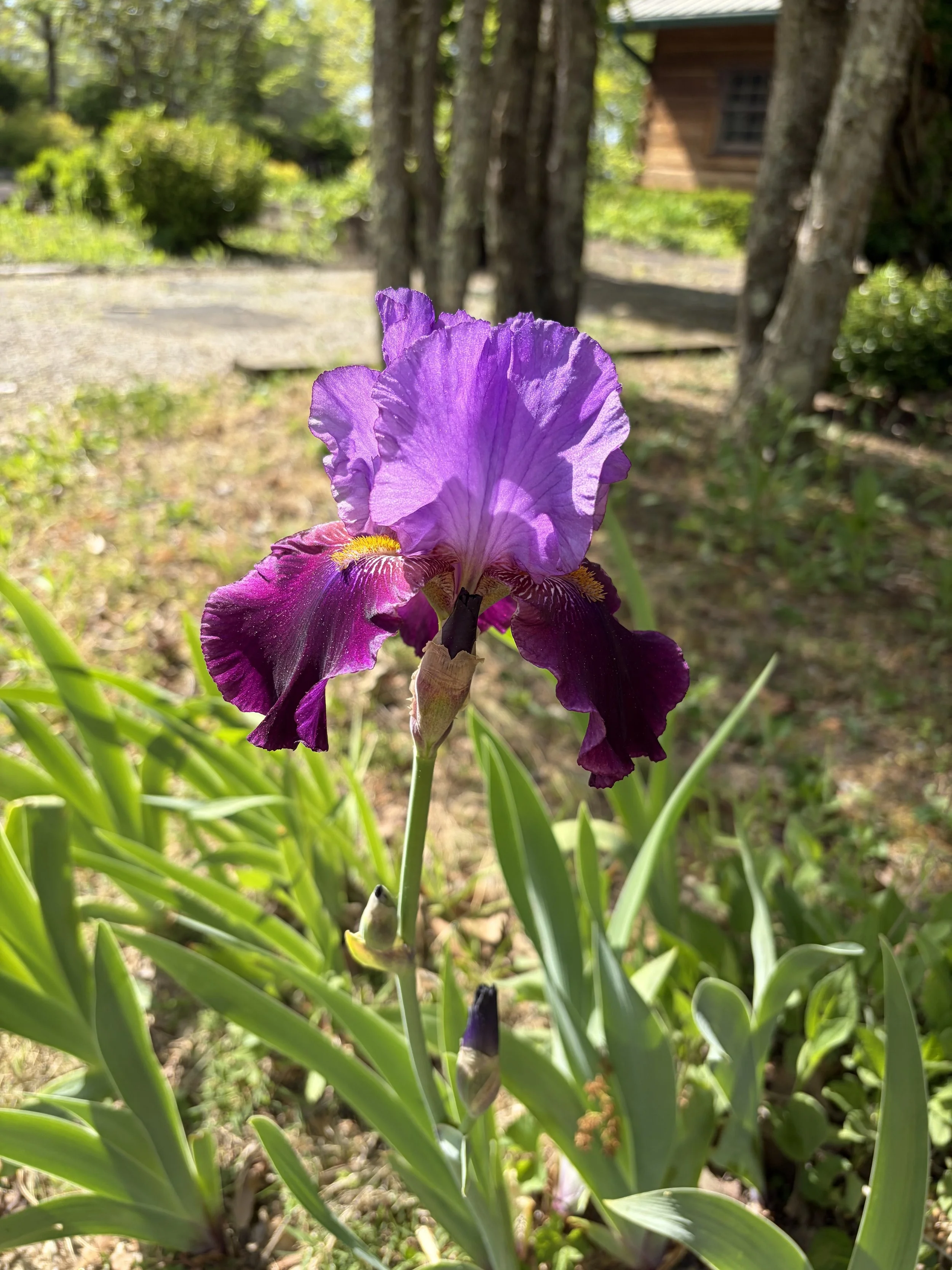 IMG_0561.jpeg