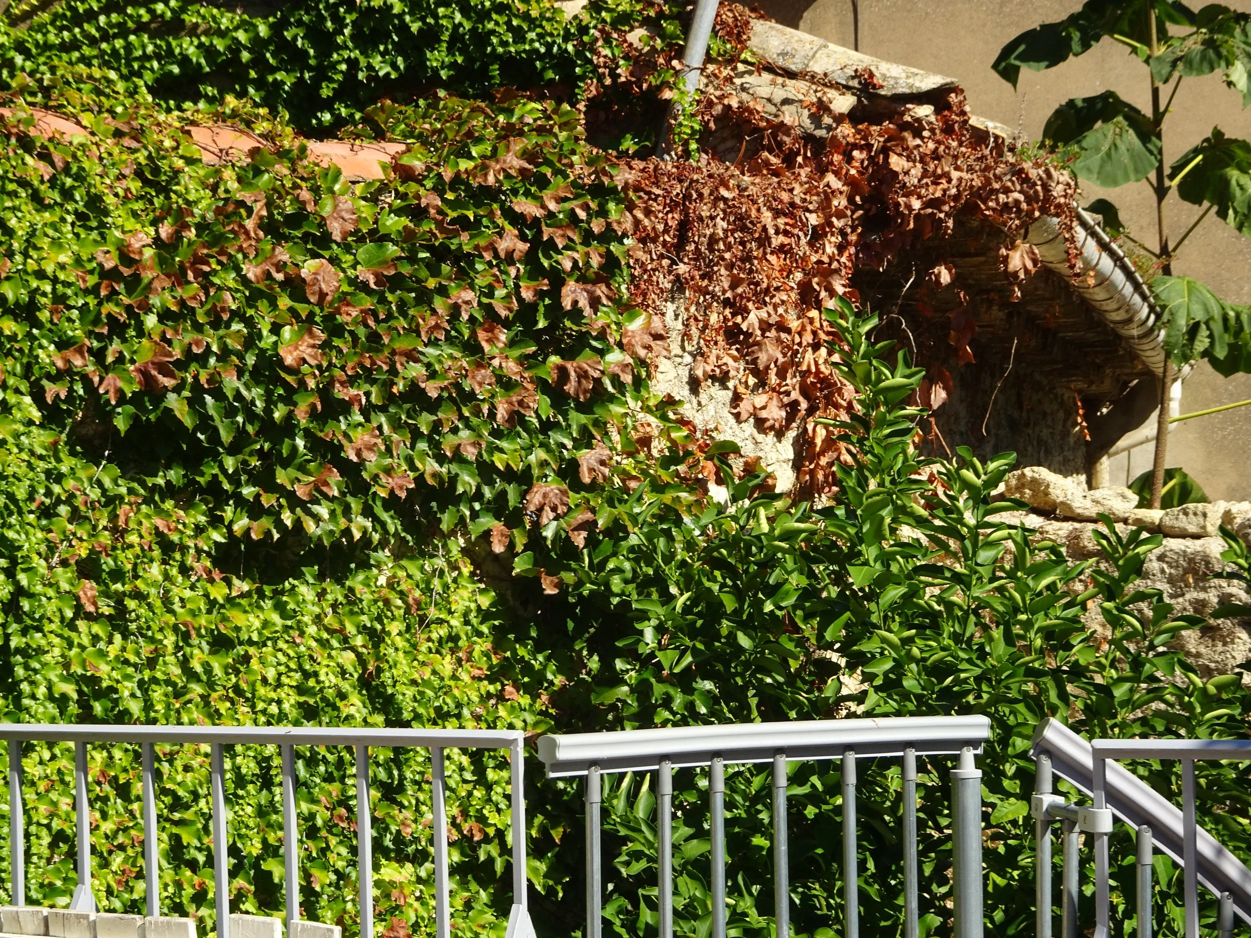 Végétation verte et brune avec une rambarde en métal dans un décor extérieur