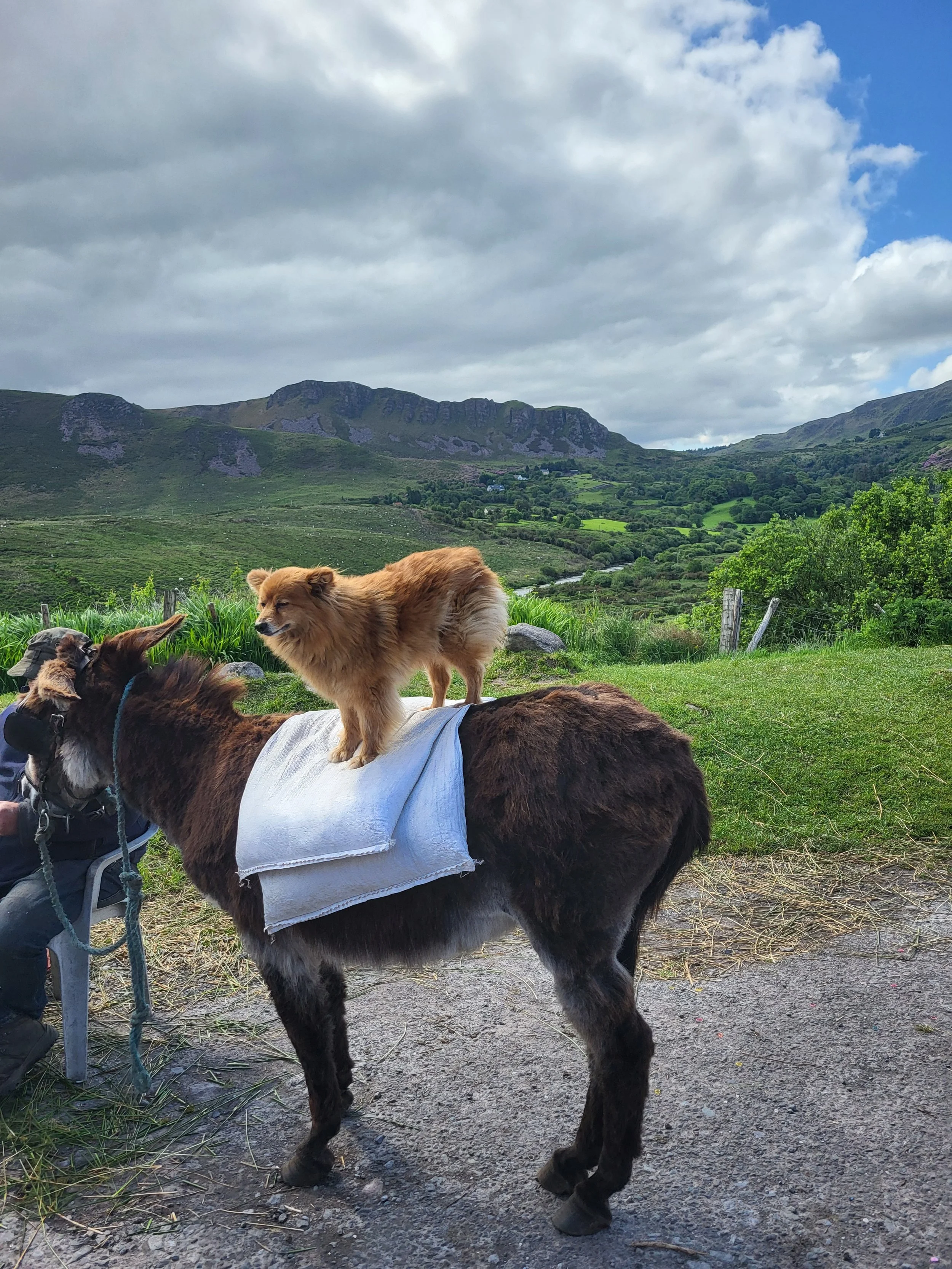 A small dog standing on the back of a donkey with a scenic green mountainous landscape in the background.