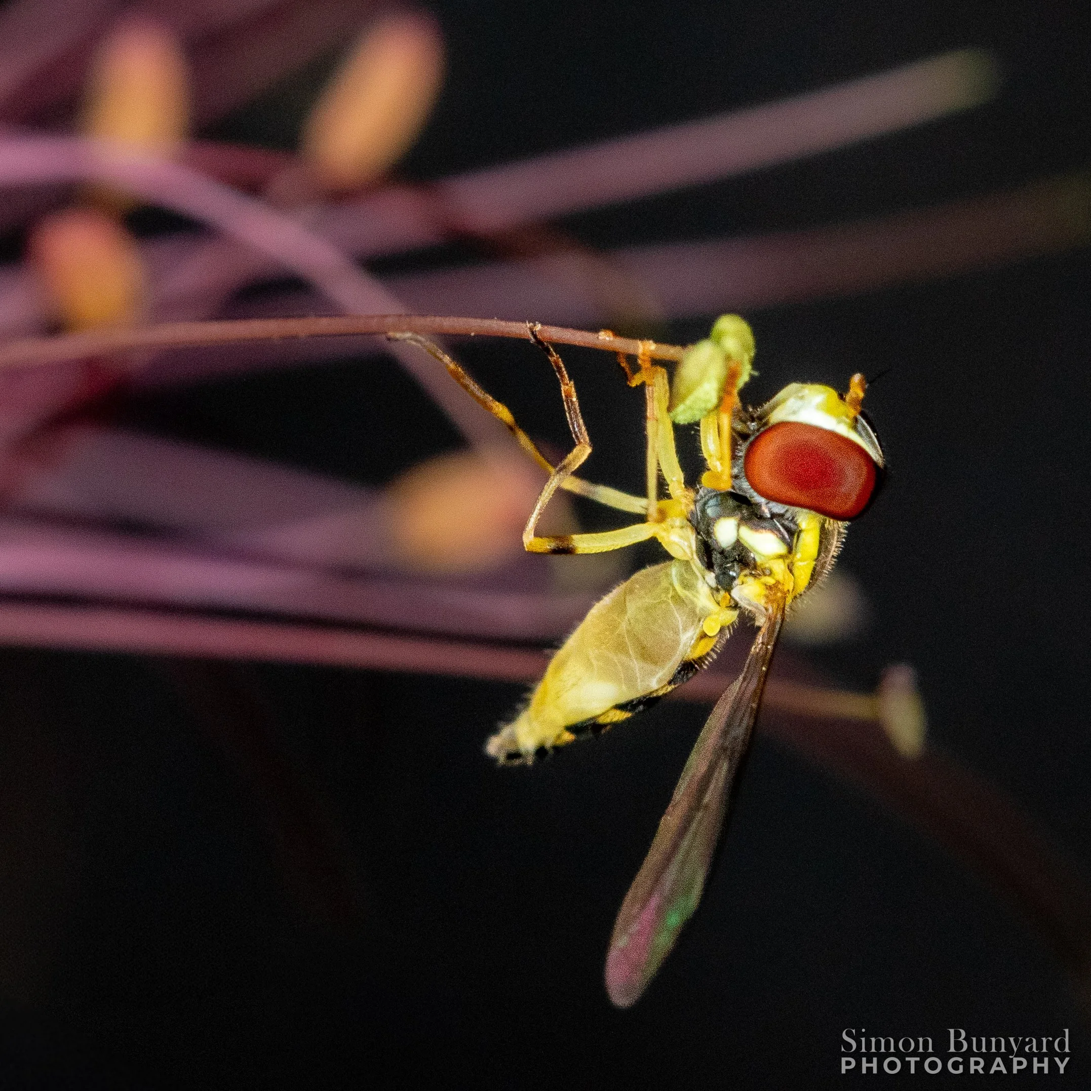 _MG_7113MF_webWM_Hoverfly.jpg