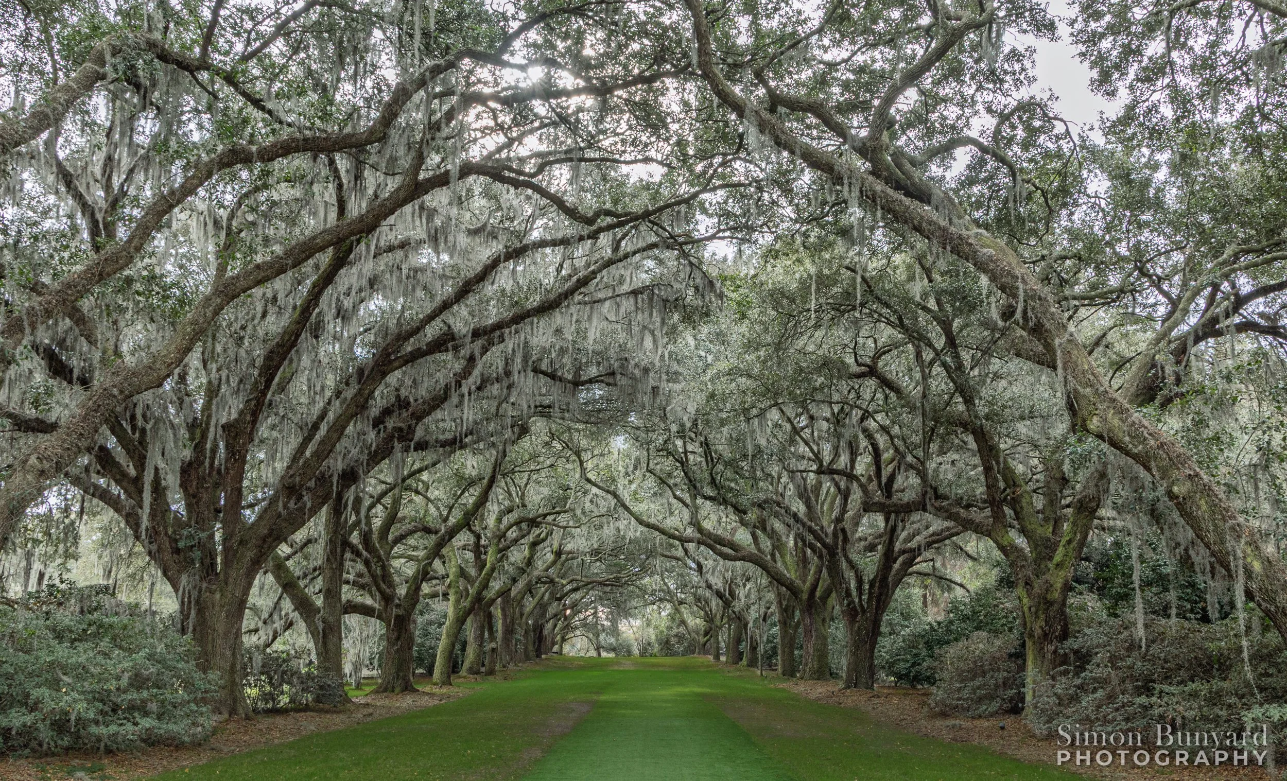 R31_0019MF_Live Oak Trees_webWM.jpg