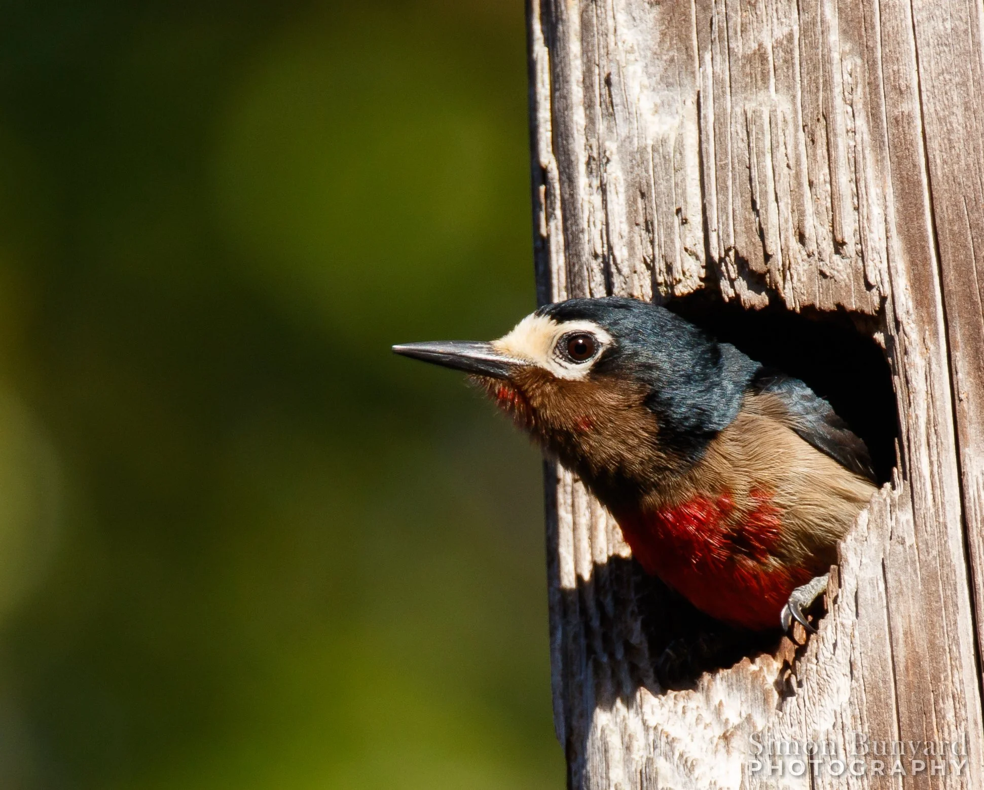 IMG_9317F_Puerto Rican Woodpecker - female_webWM.jpg