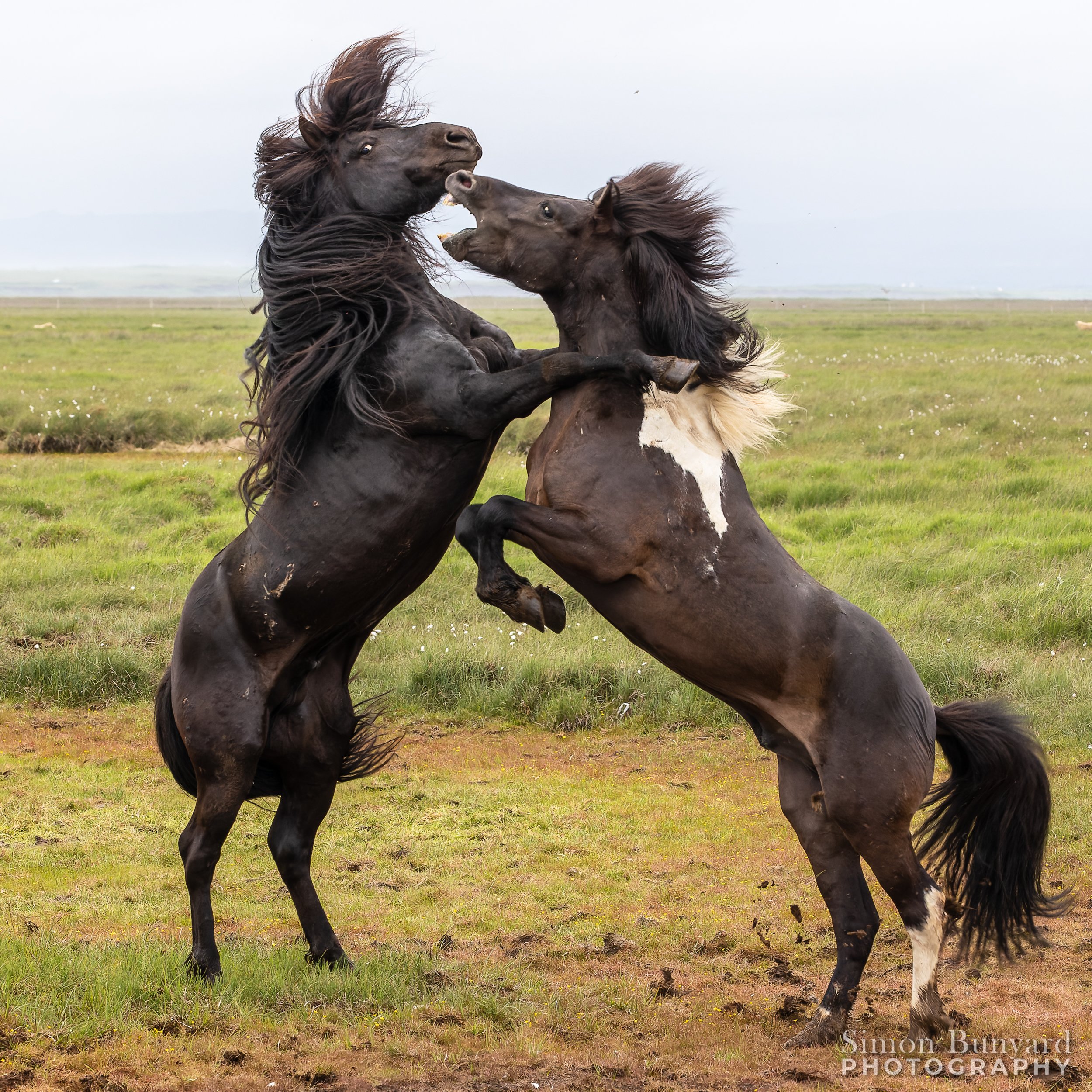 R61_6715M-DxOdpF-Enhanced-SR_Icelandic Horse_webWM.jpg