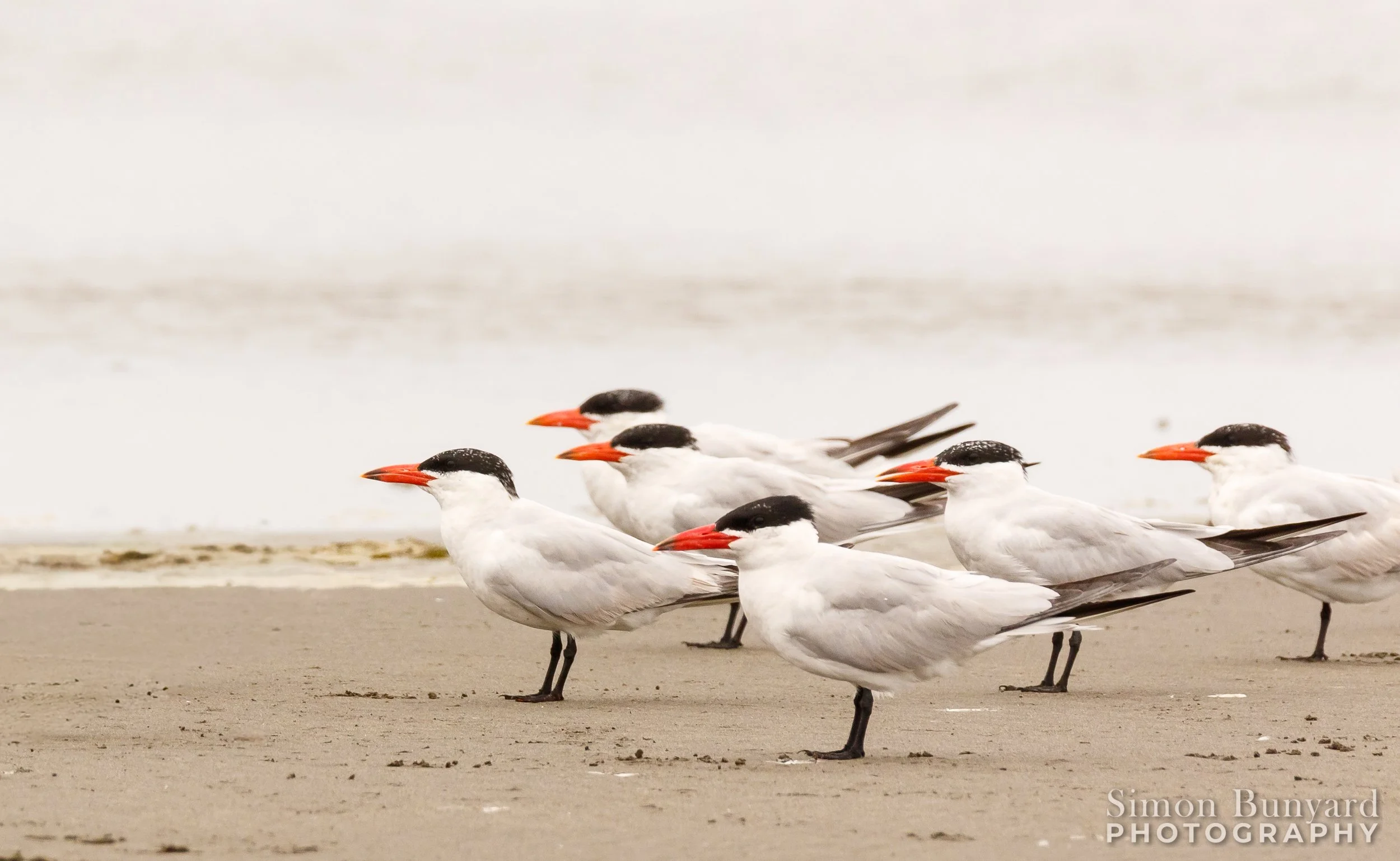 IMG_9324MF_Caspian Terns_webWM.jpg