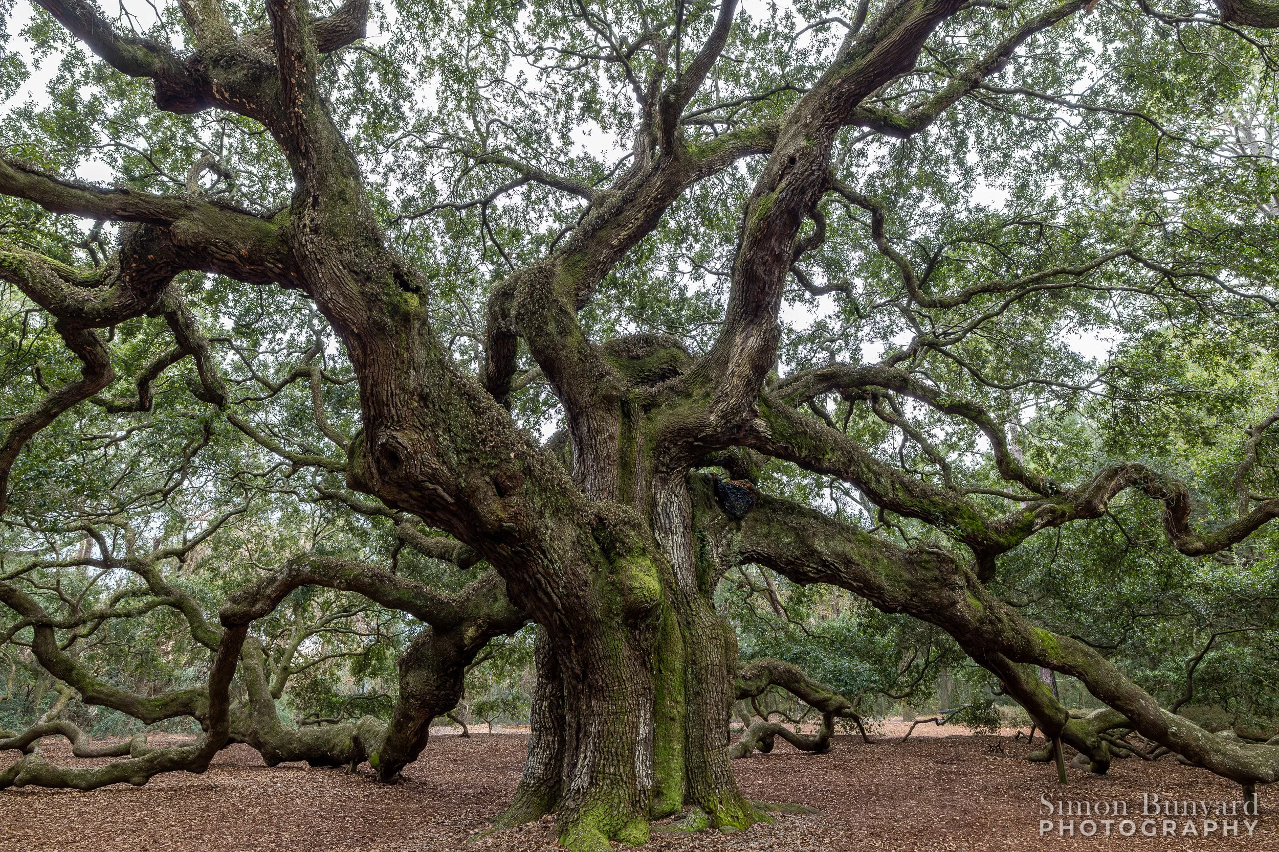 R31_9994M-EnhanNRF_Angel Oak Tree_webWM.jpg