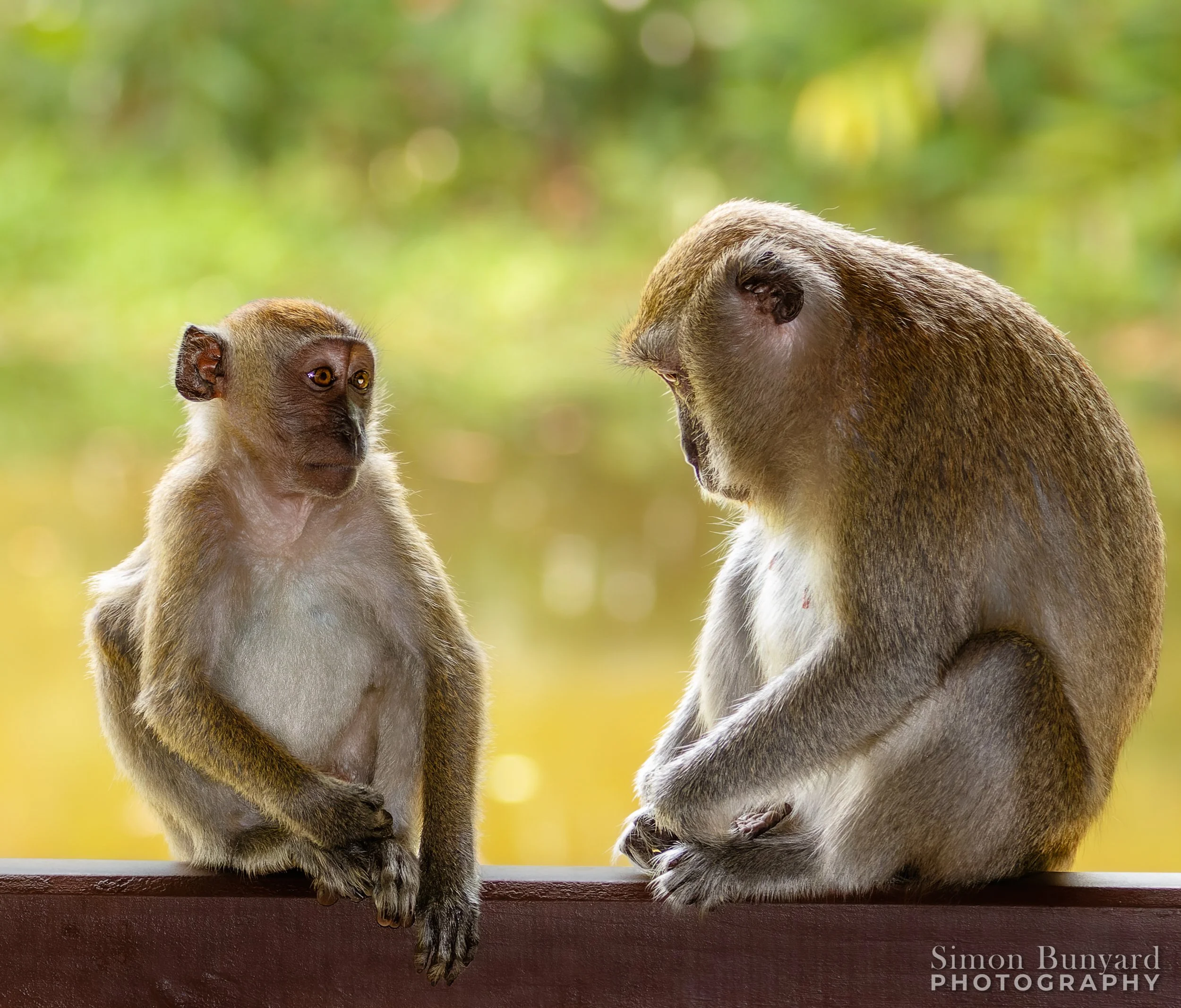 _MG_7521M-dng_DxOprF_webWM_Long-tailed Macaques.jpg