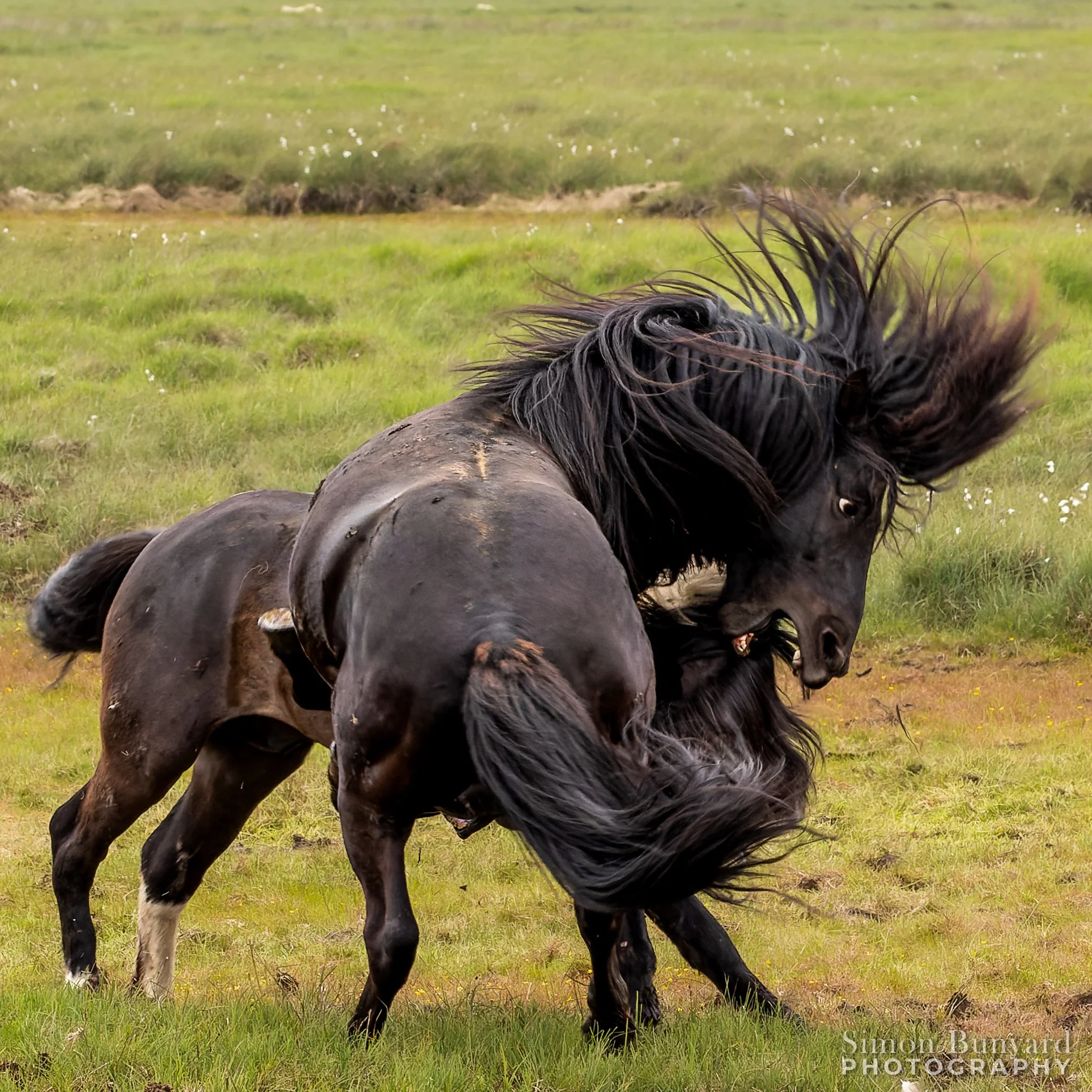 R61_6697M-DxOF_webWM_Not on my turf!.jpg