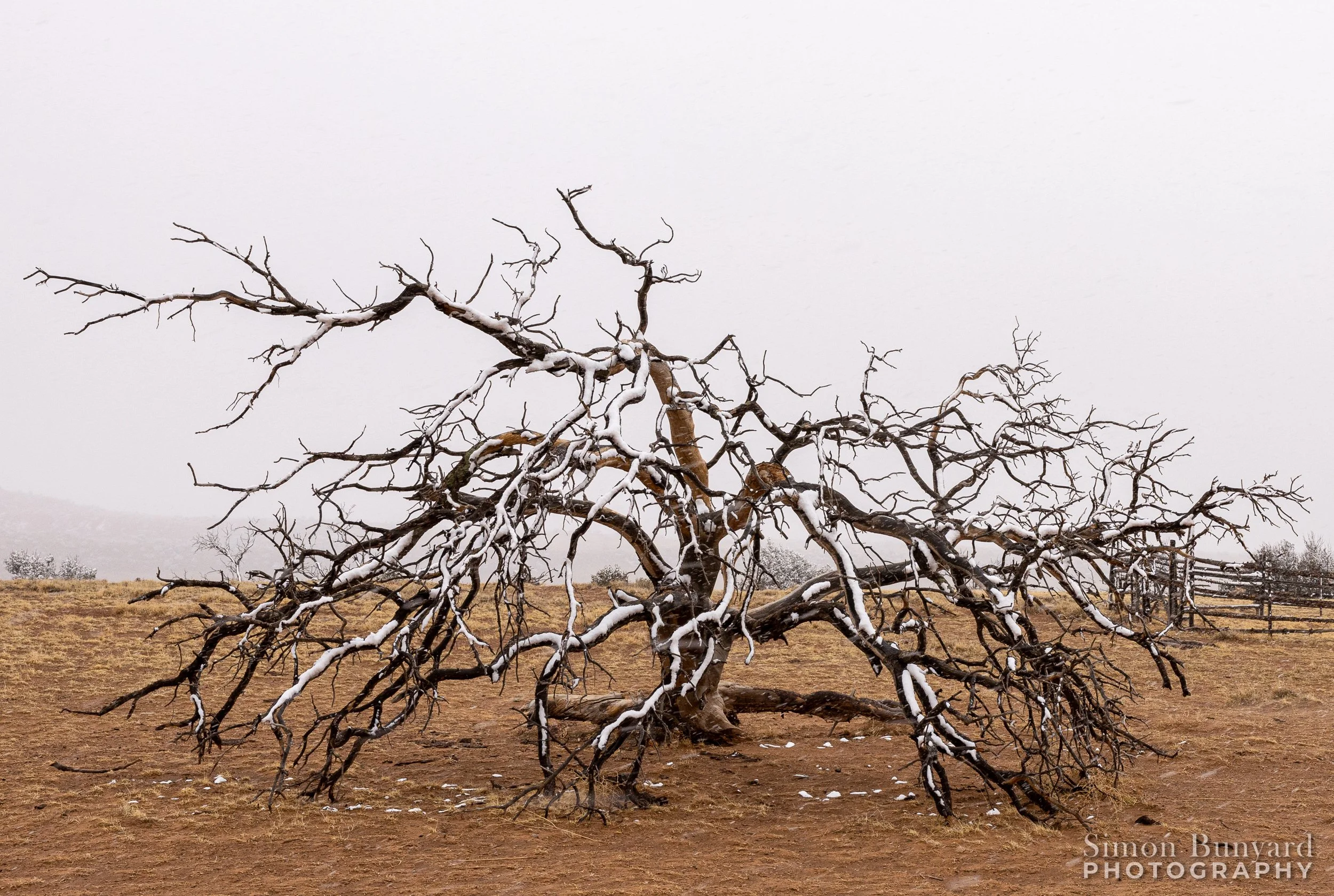 R31_7729MF_webWM_Tree.jpg