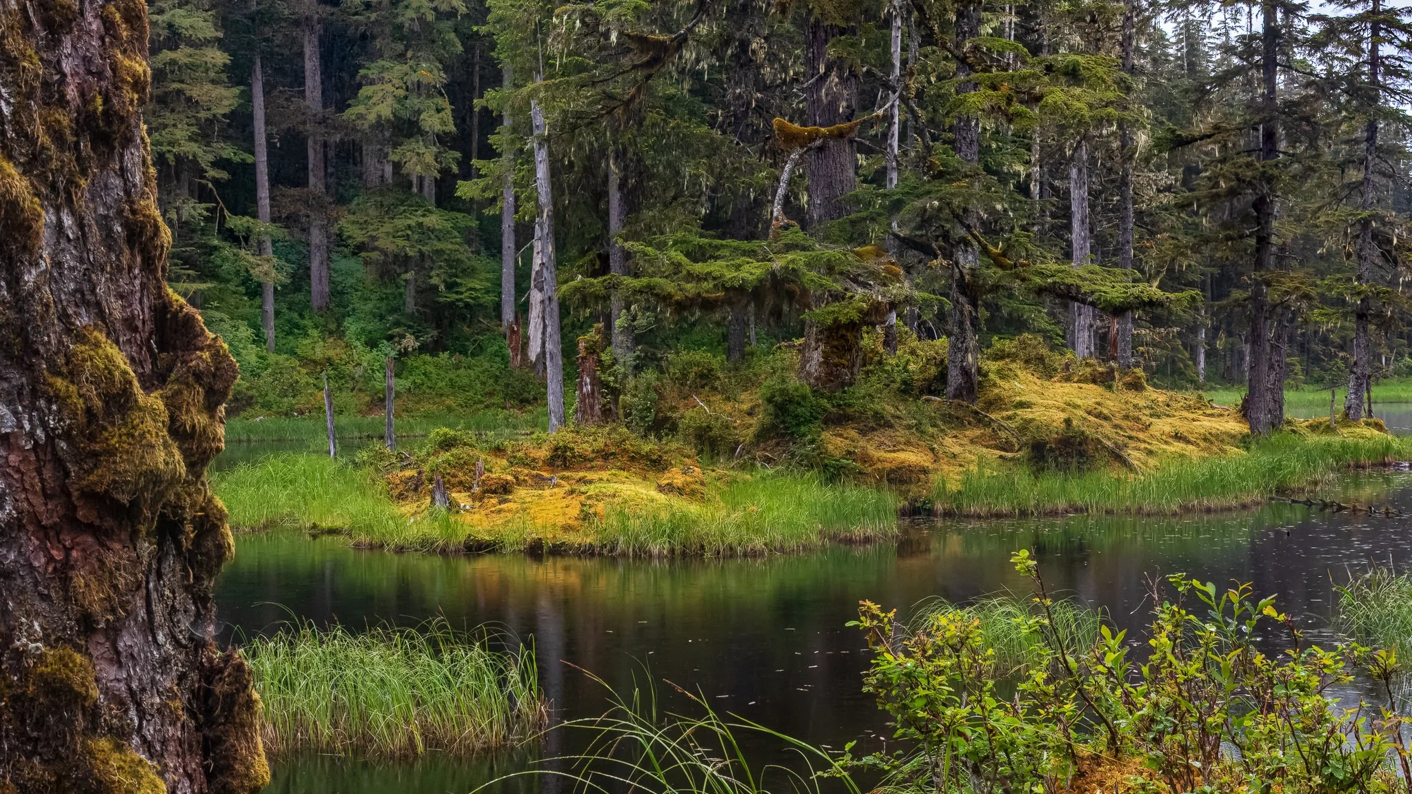 IMG_3580M-2EF_Tongass National Forest_web header.jpg