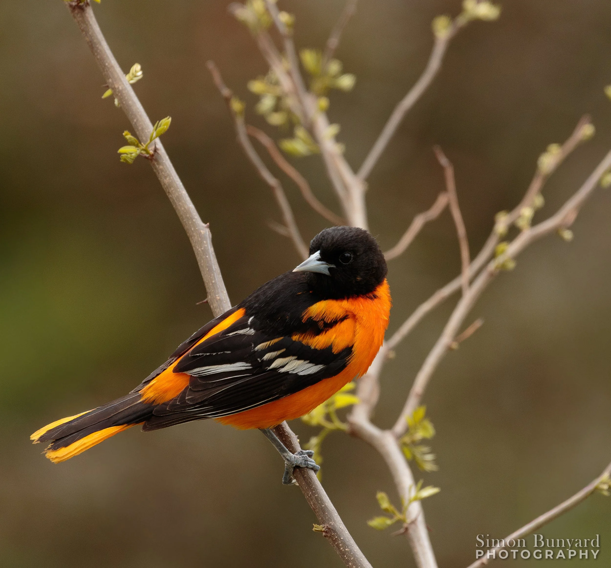 _MG_2381MF_webWM_Baltimore Oriole (m).jpg