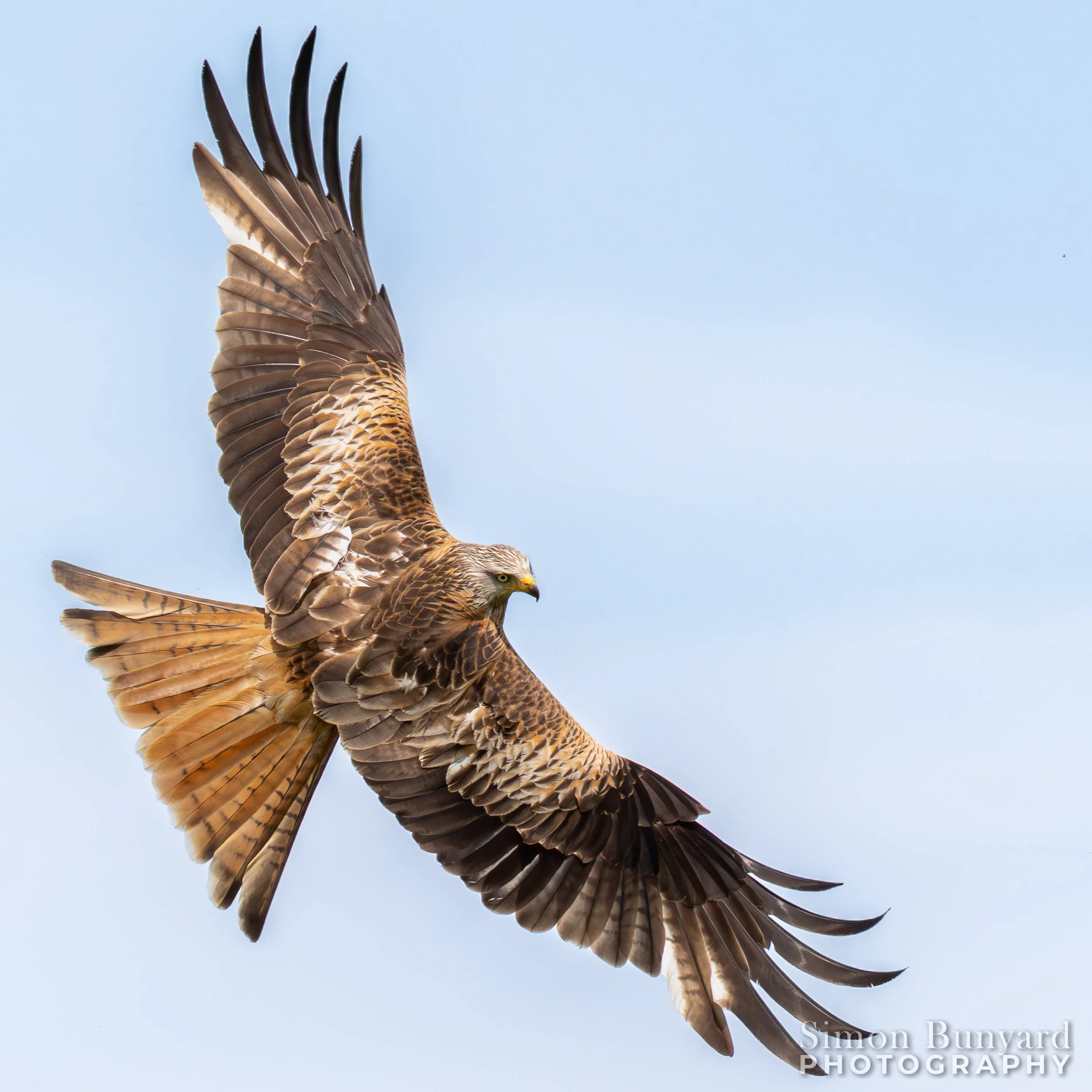 R52_6638MF-webWM-Red Kite.jpg