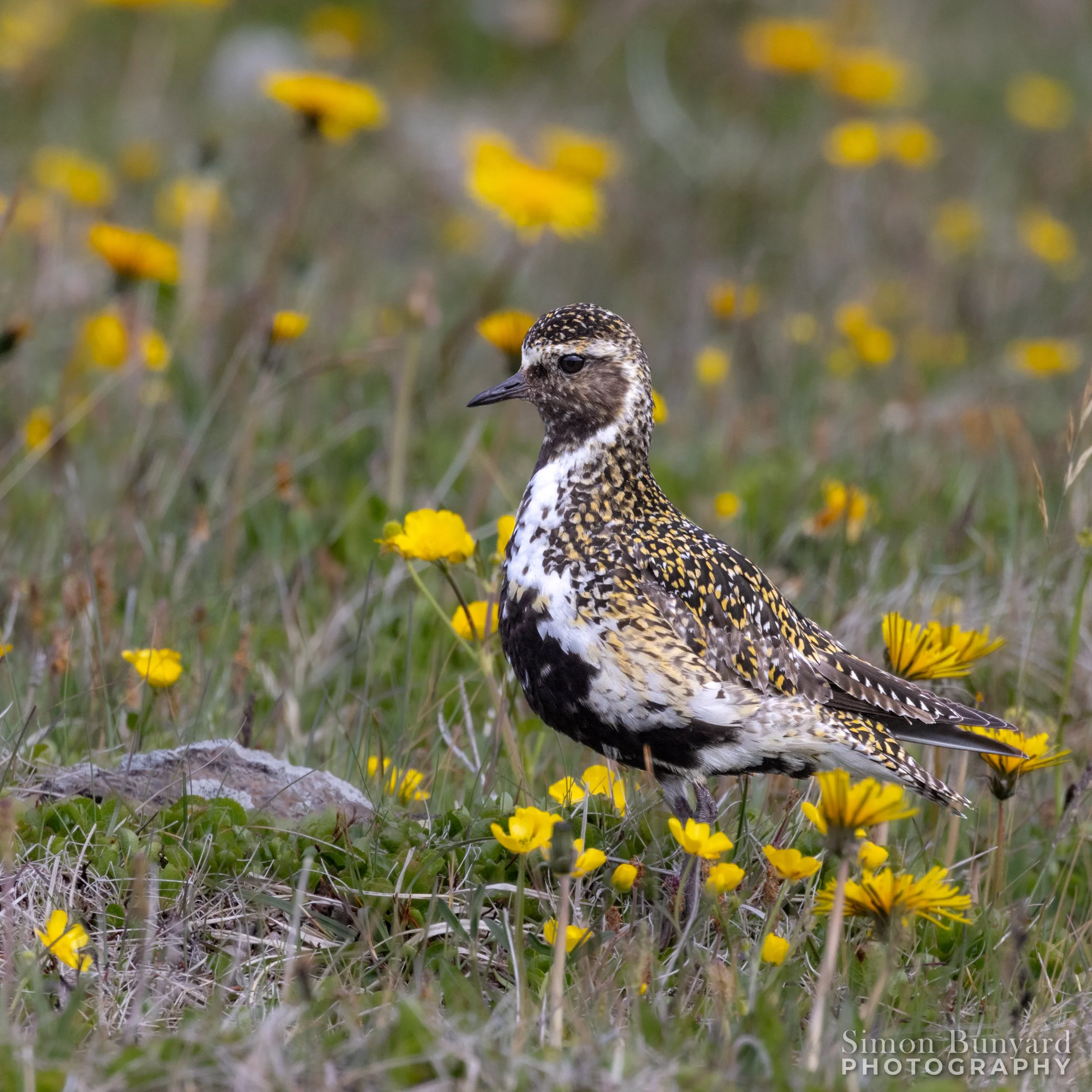 R51_8363MF_webWM_European Golden-Plover.jpg