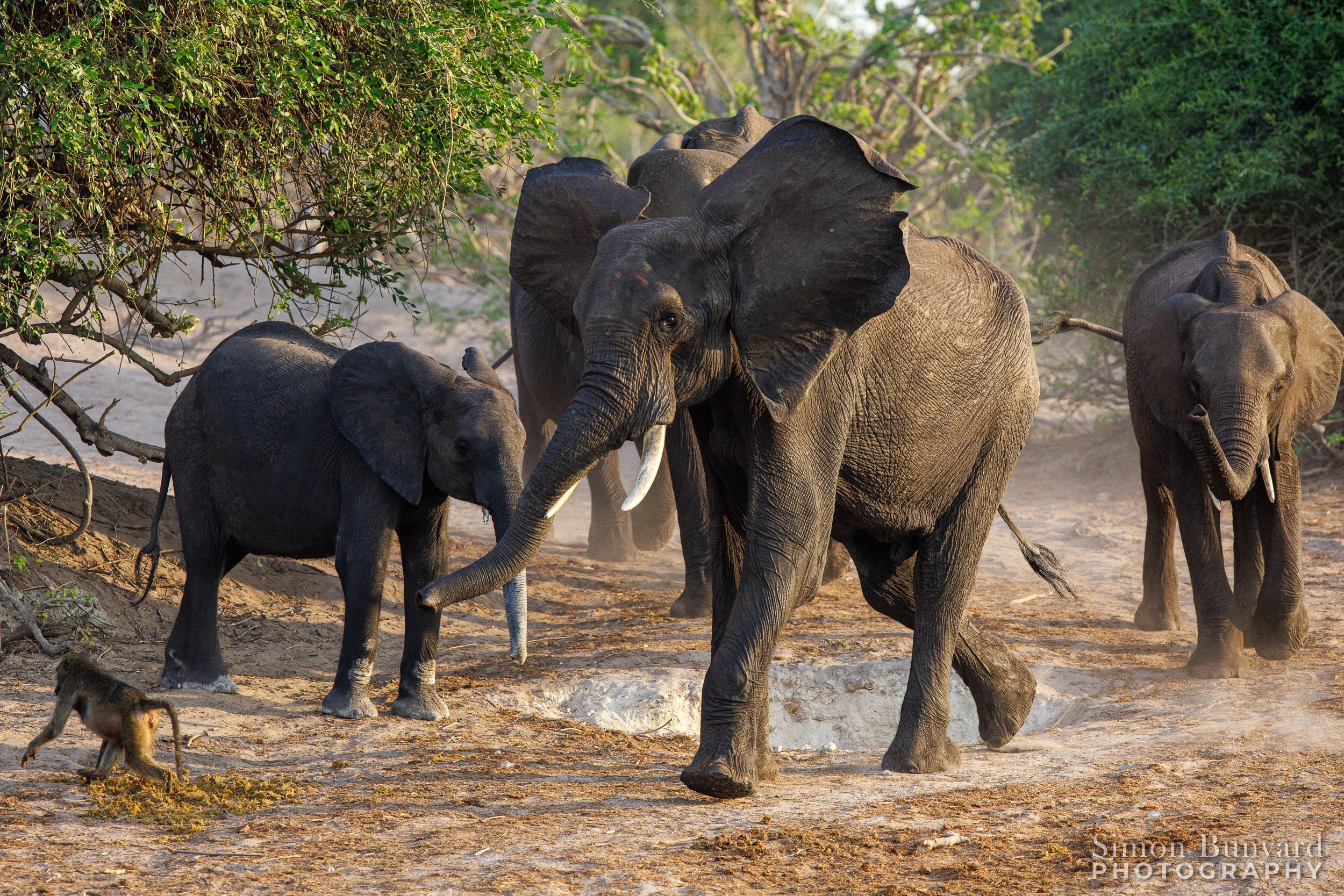 R31_0363MF_webWM_Elephant.jpg