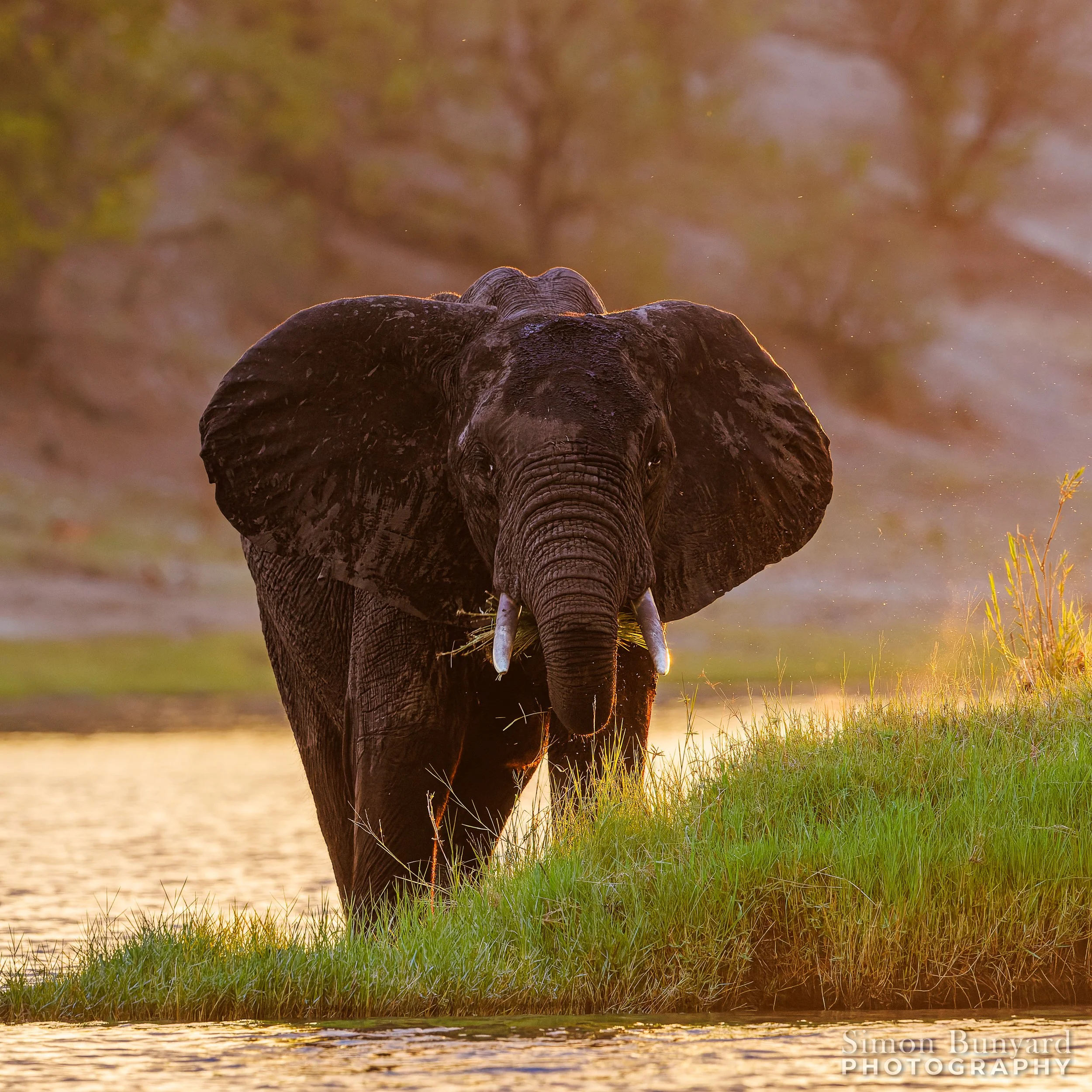 R31_0605M-cr3_DxOdpF_webWM_Elephant.jpg