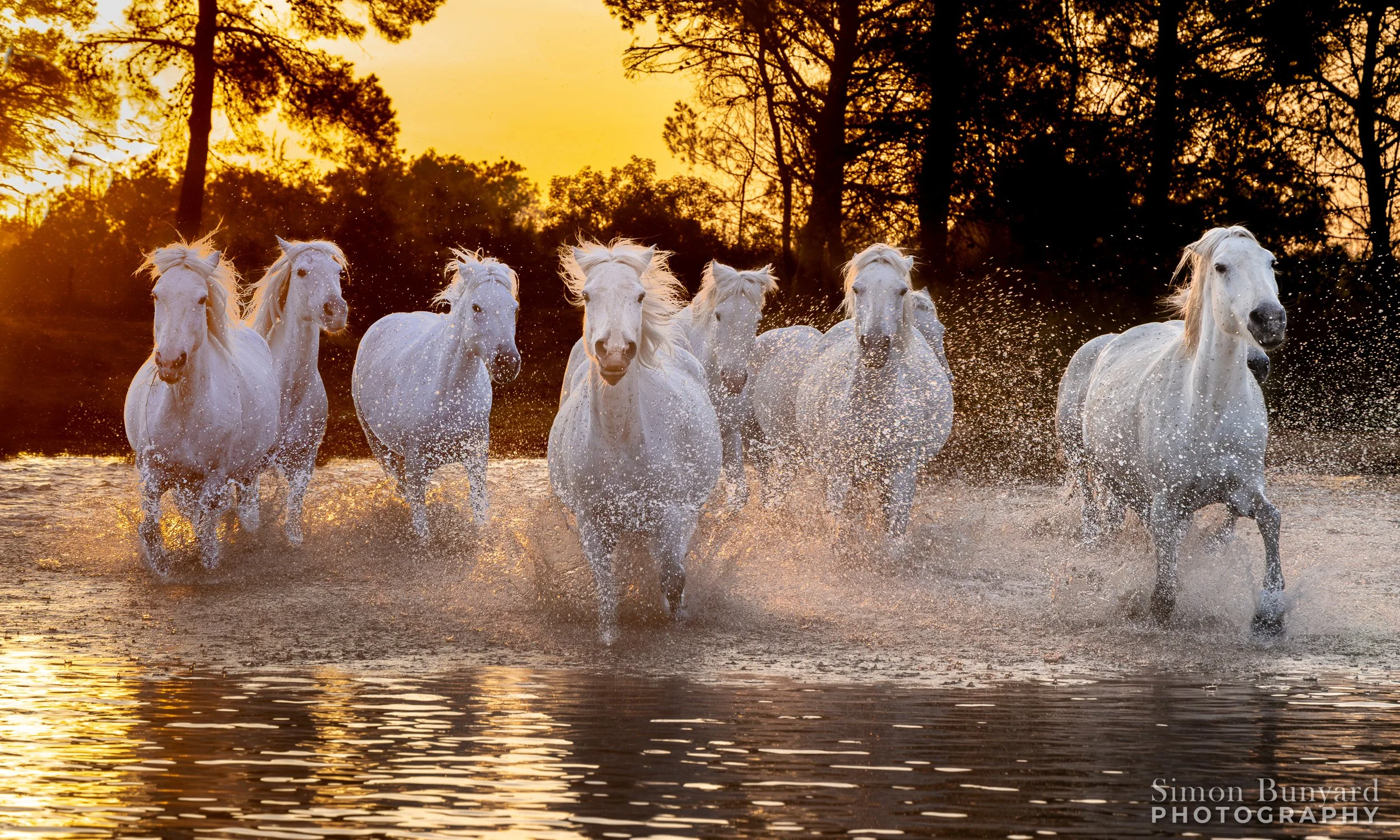 R51_1430M-En-NR-5F-Enhanced-SR_webWM_Camargue White Horses.jpg