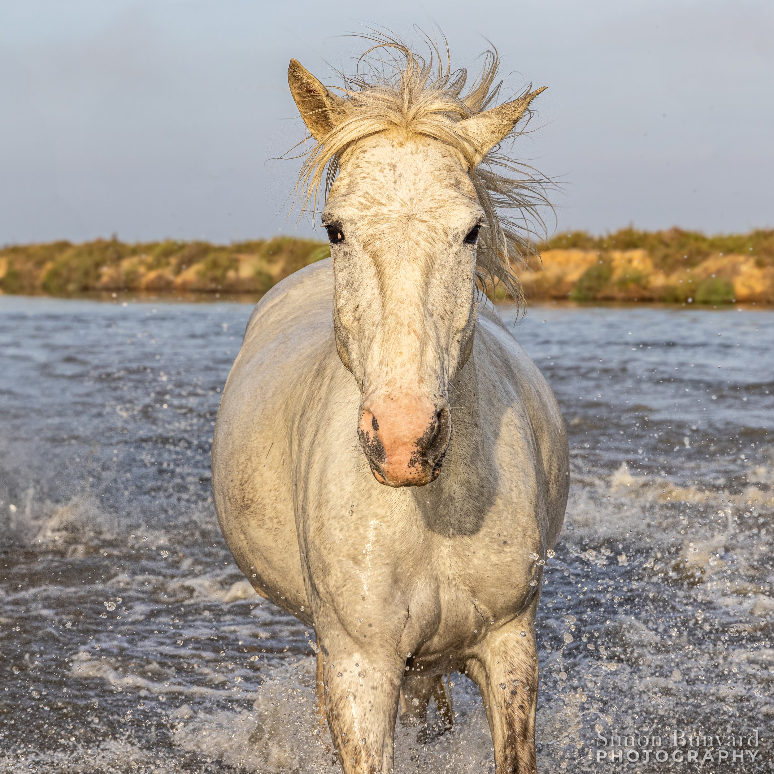 R51_3056MF_webWM_Camargue White Horses.jpg