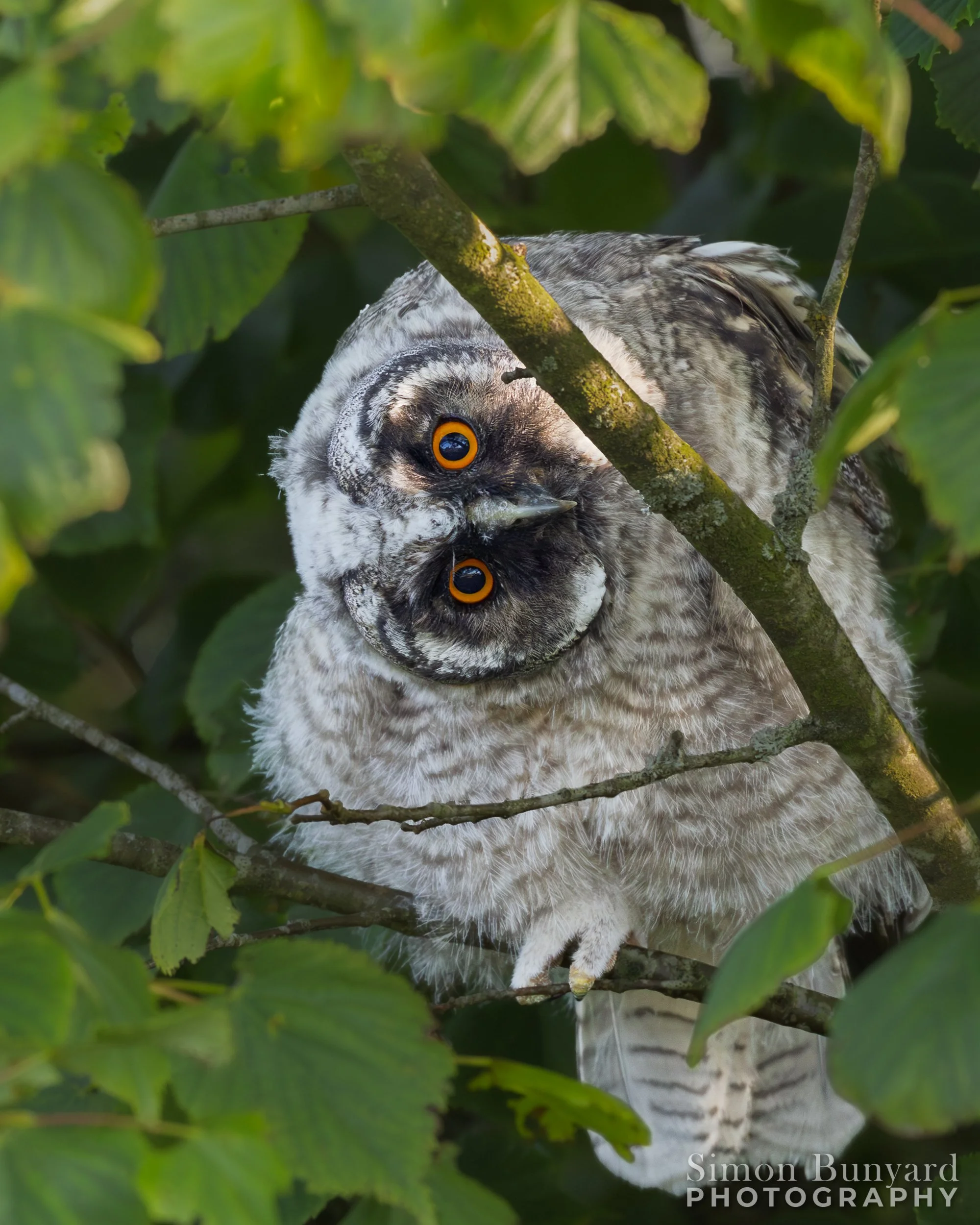 R52_8294MF_webWM_Long-eared Owl Chick.jpg