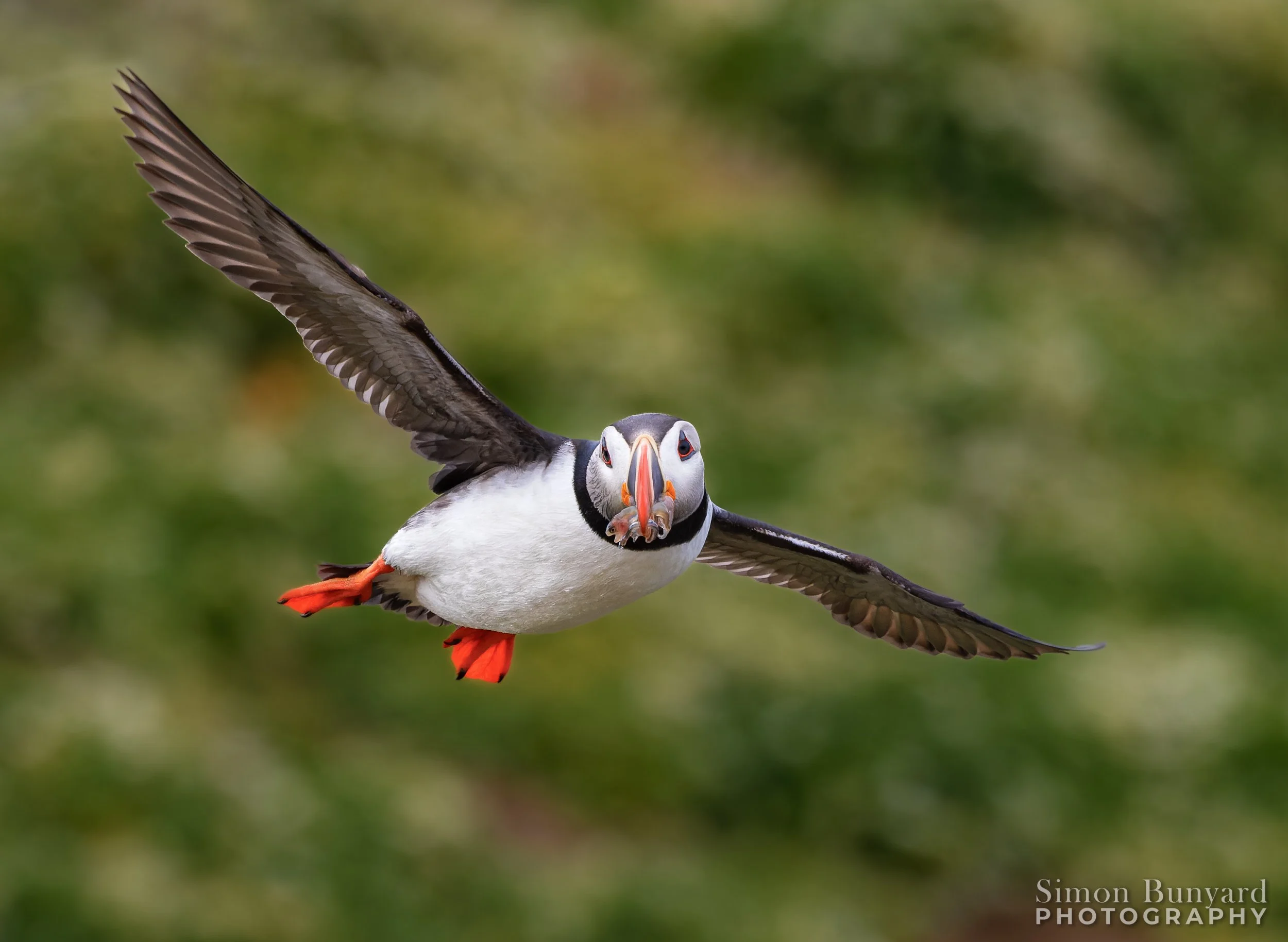 R51_0585M-DxOdpF_Atlantic Puffin_webWM.jpg