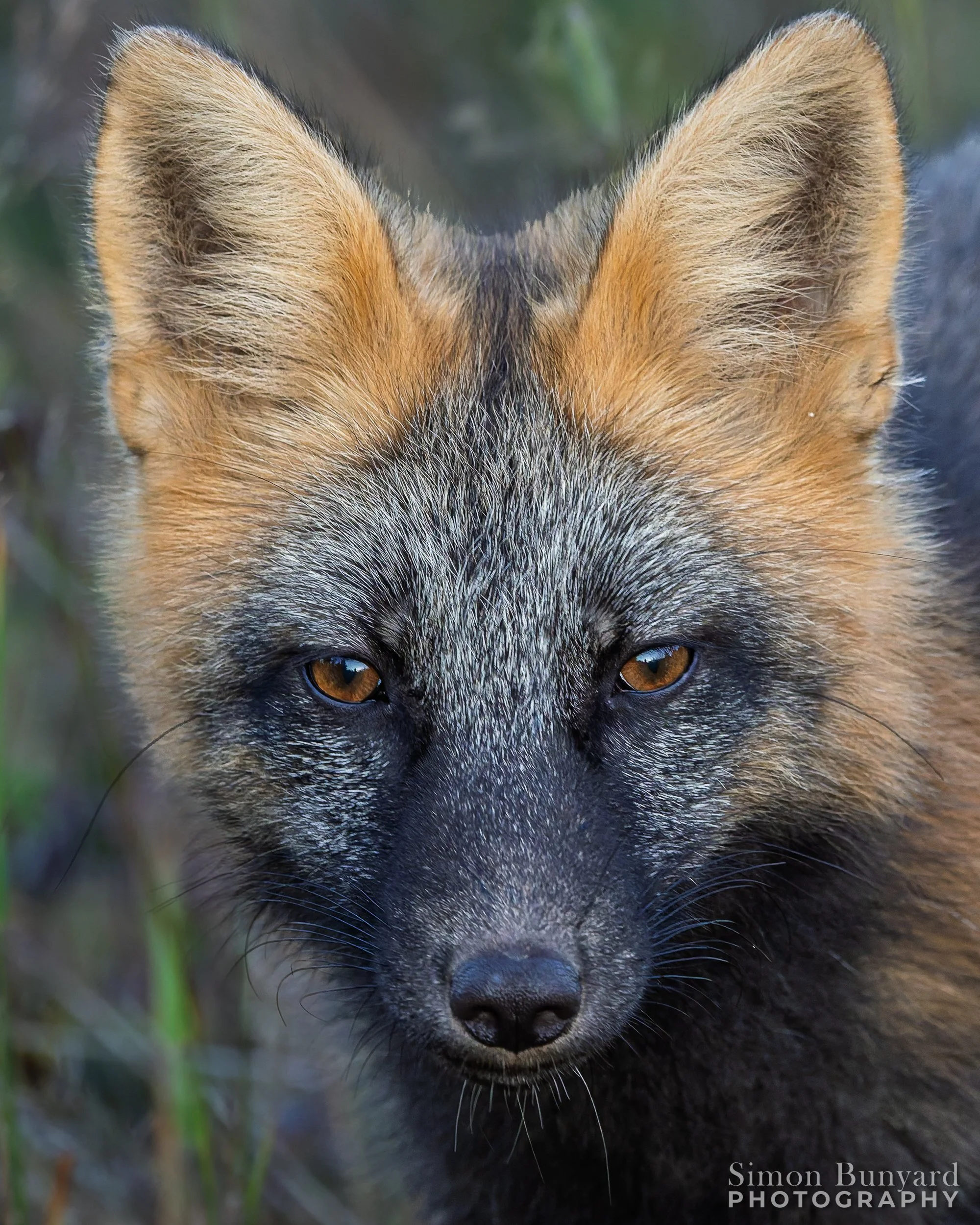 R52_7806M-DxOF_webWM_Cross Fox.jpg
