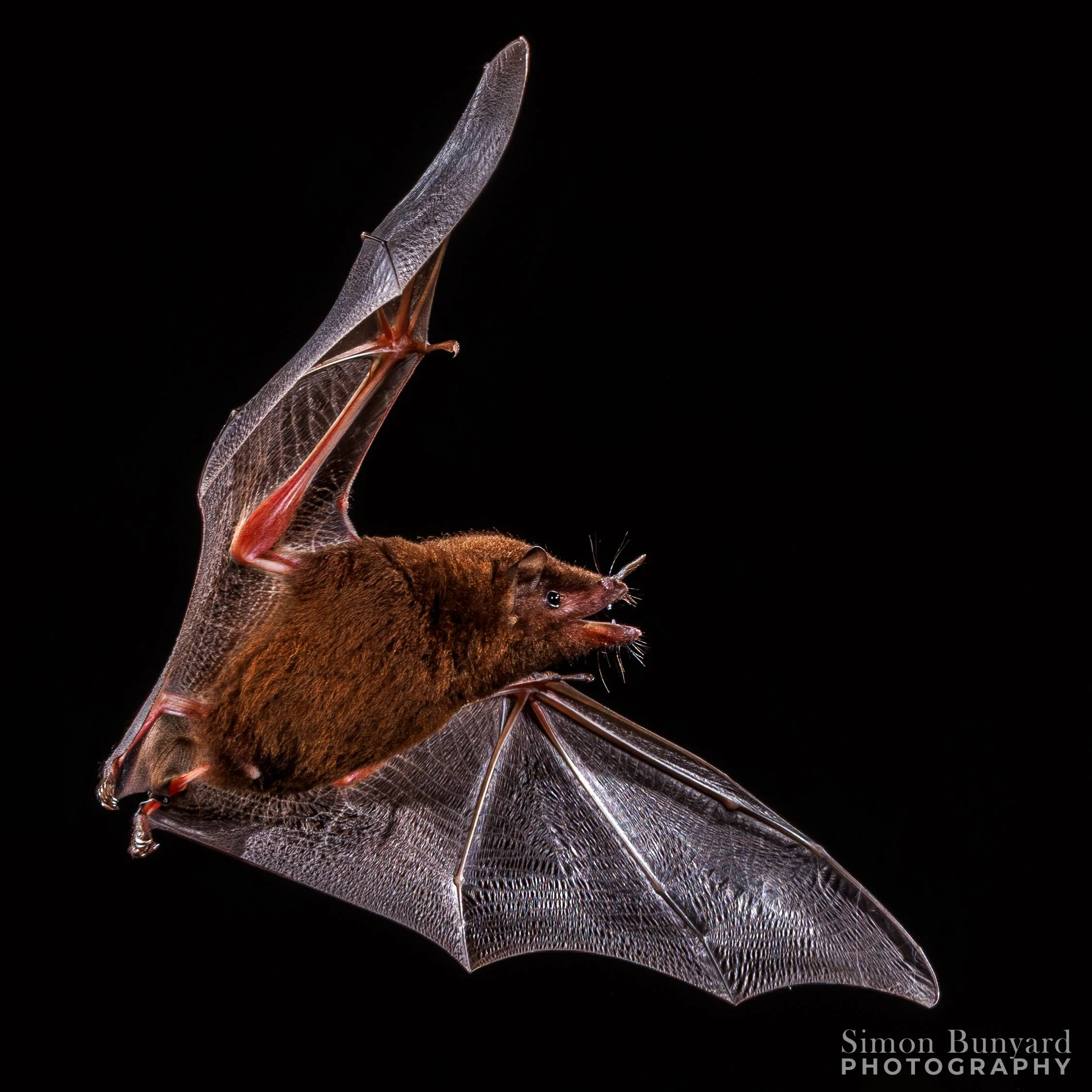 R51_9040MF_webWM_Pallas's Long-tongued Bat.jpg