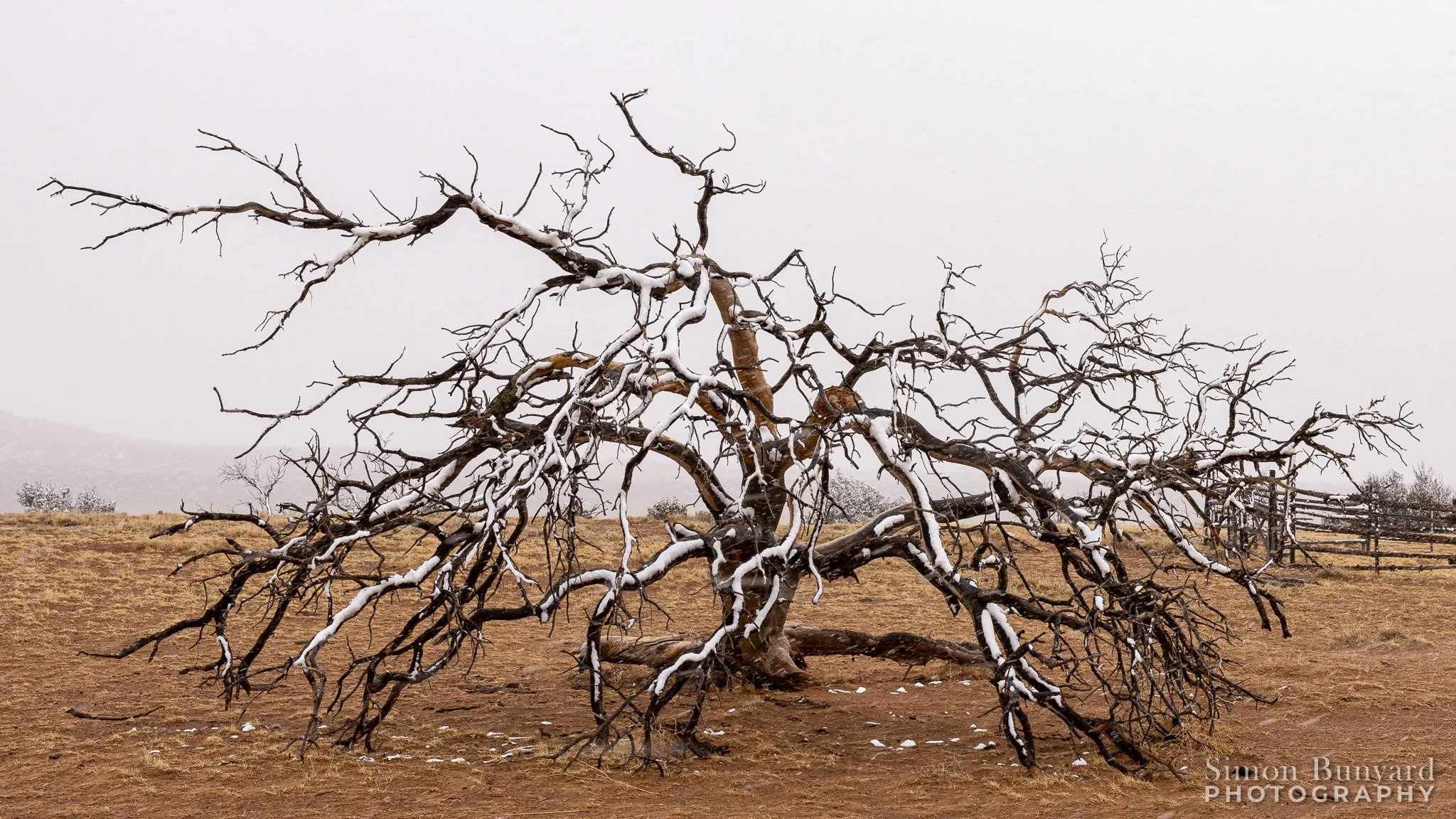 R31_7729MF_web home_Tree.jpg