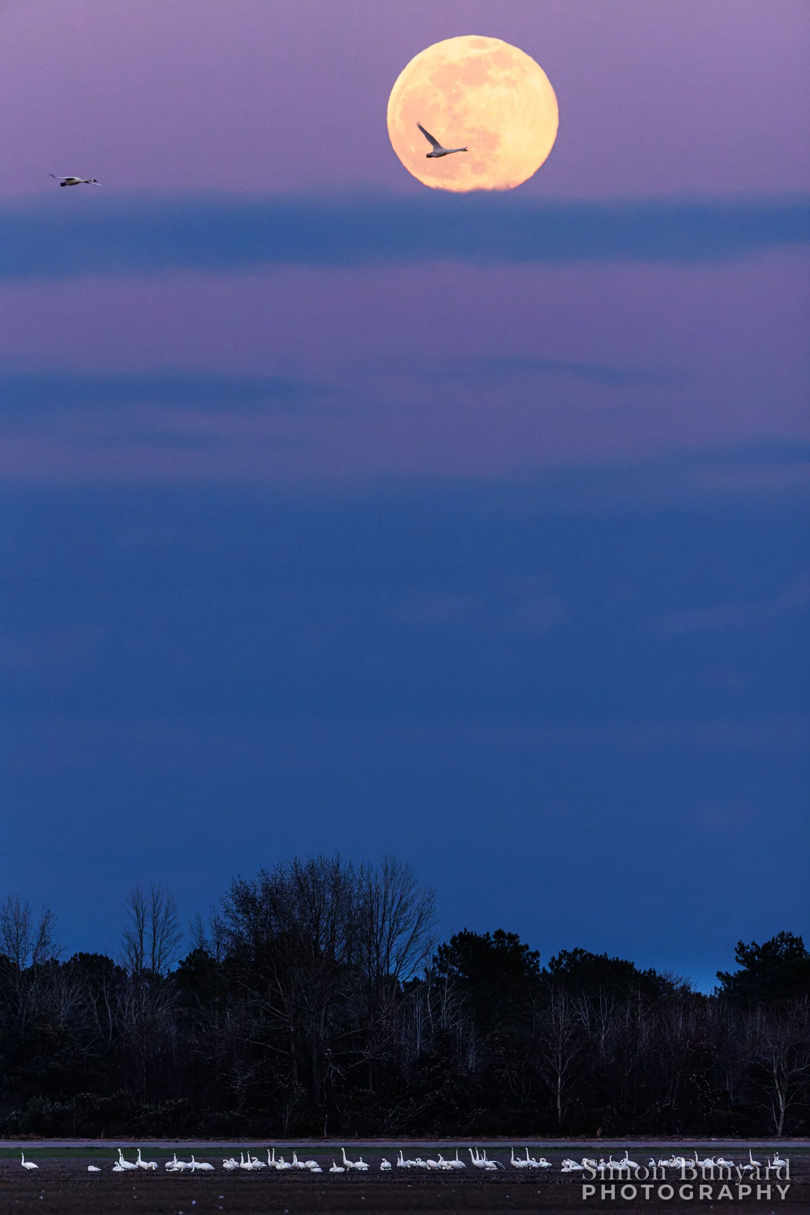 R51_7796M-DxOdpF_webWM_Moonrise at Pungo.jpg