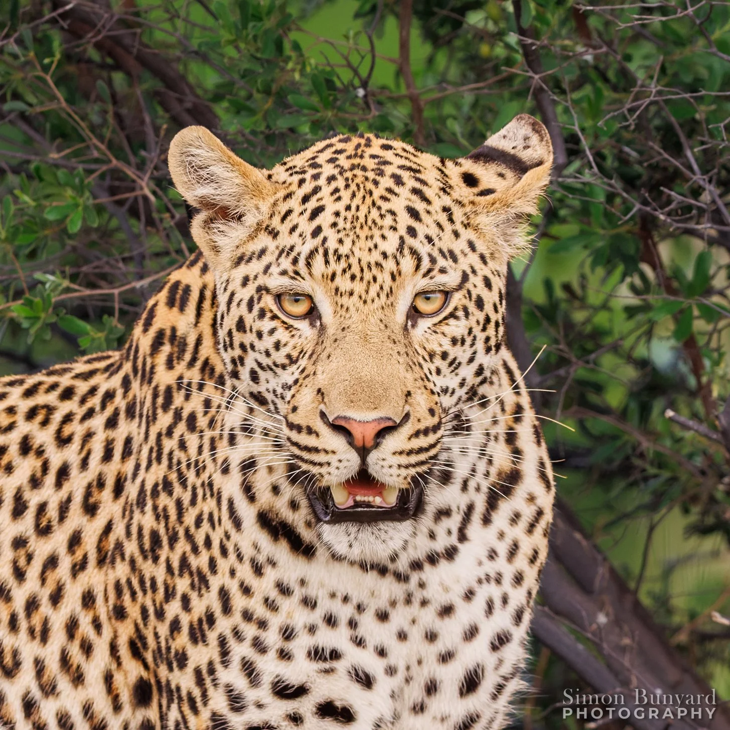 R31_6672M-DxOF_webWM_Leopard.jpg