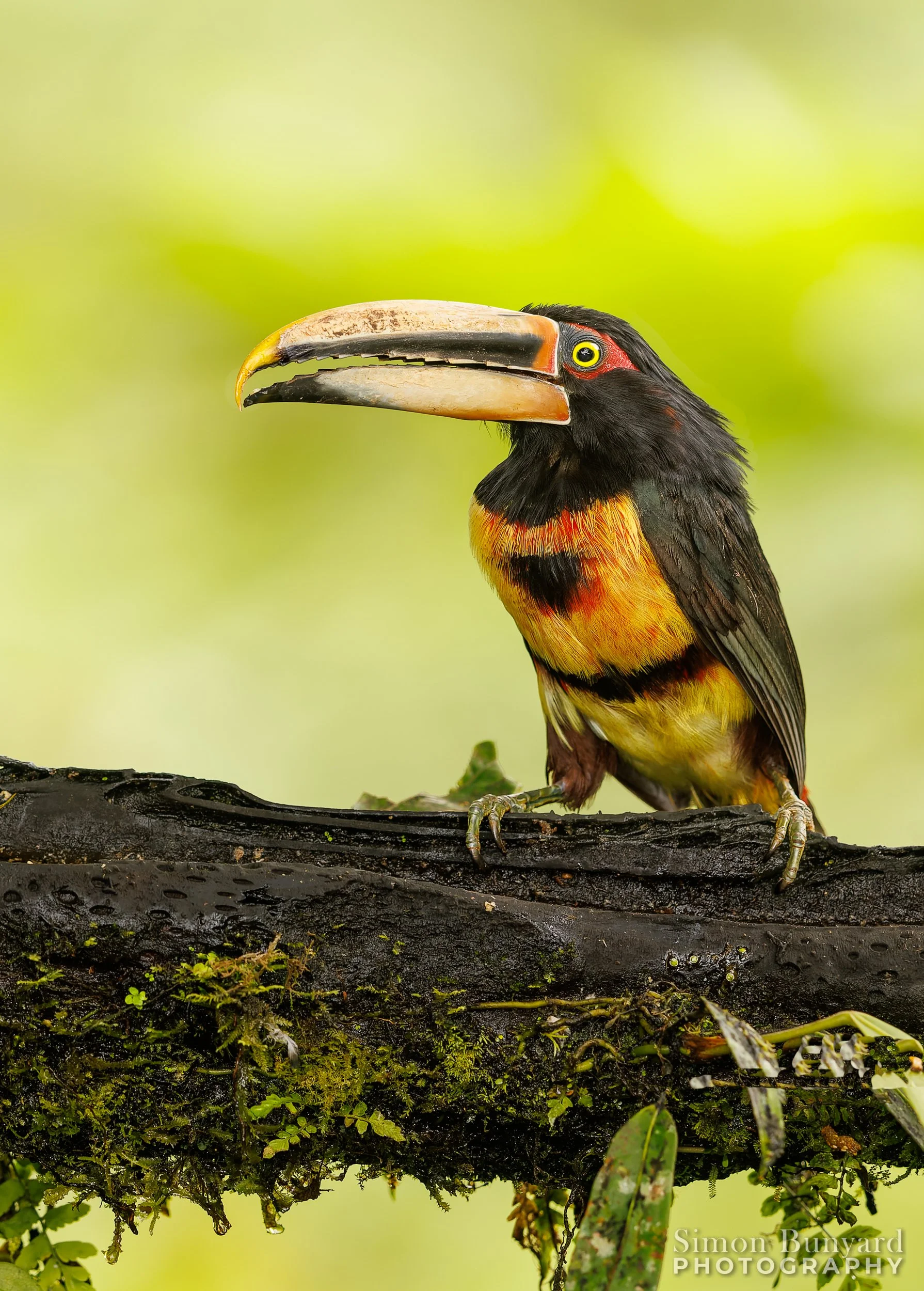 R31_1623M_DxOprF_webWM_Collared Aracari.jpg